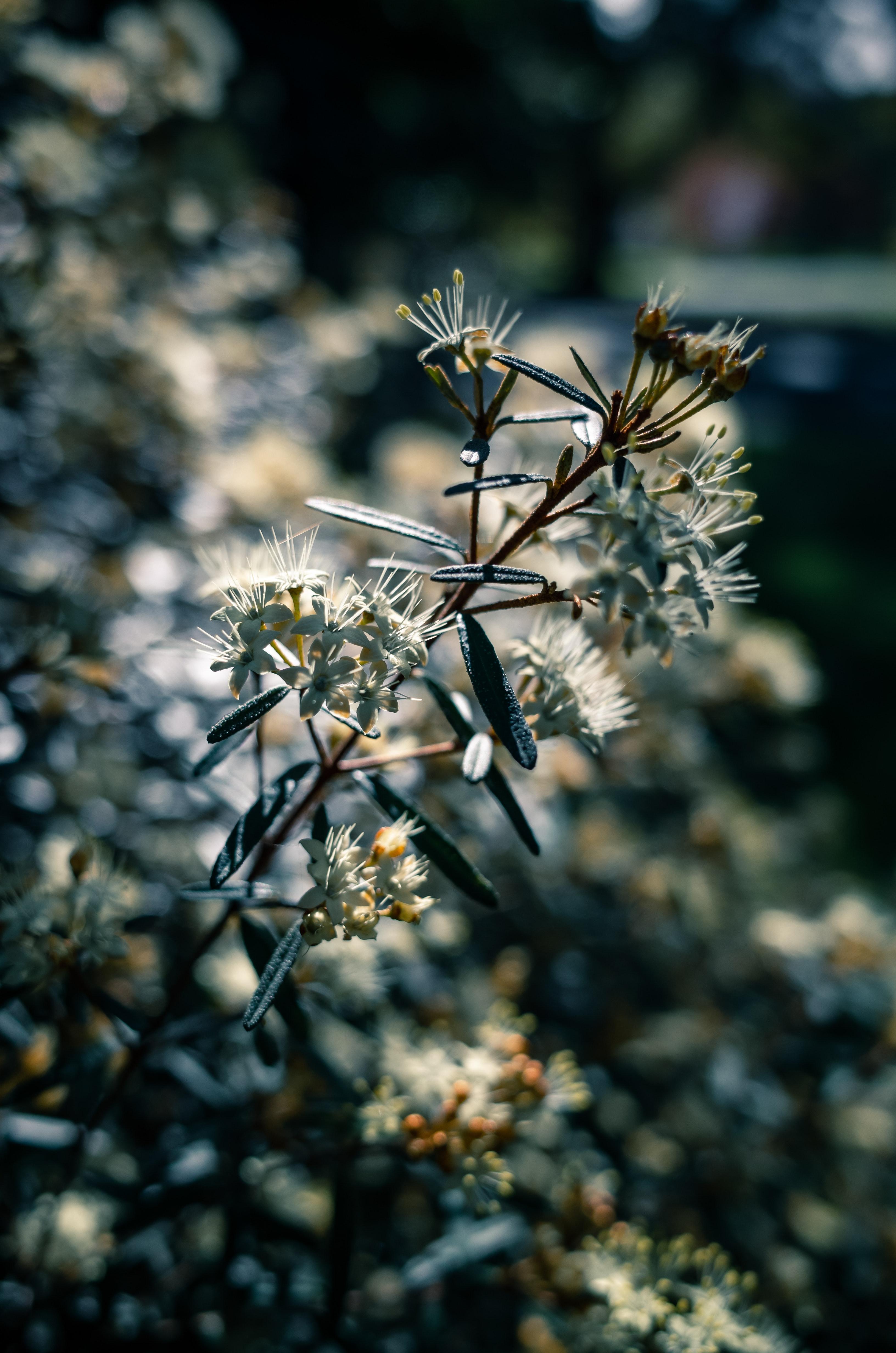3264x4928 Medicinal Plants Photo, Download Free Medicinal Plants & HD Image