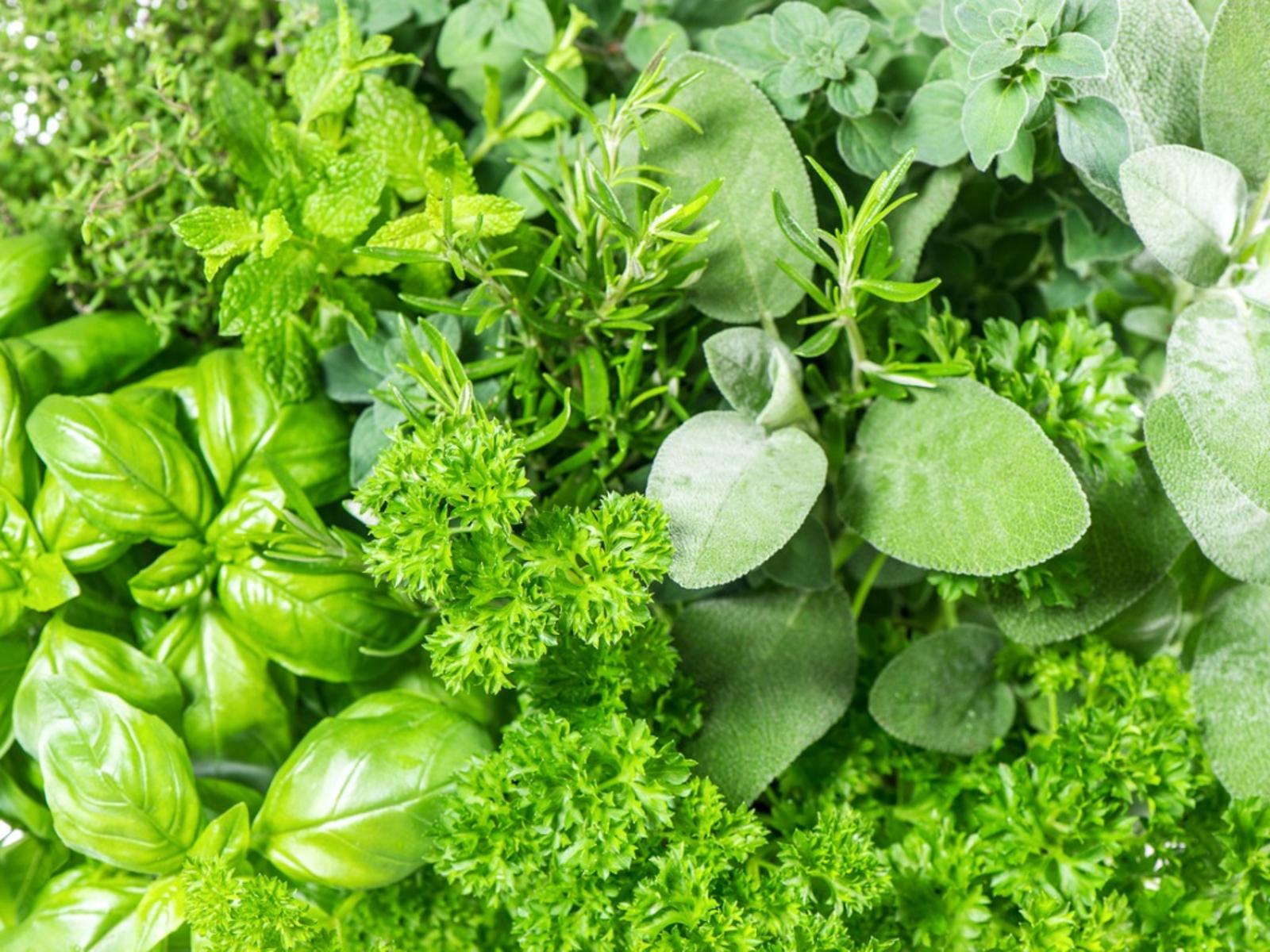 1600x1200 Mediterranean Herb Garden About Growing Greek Herbs