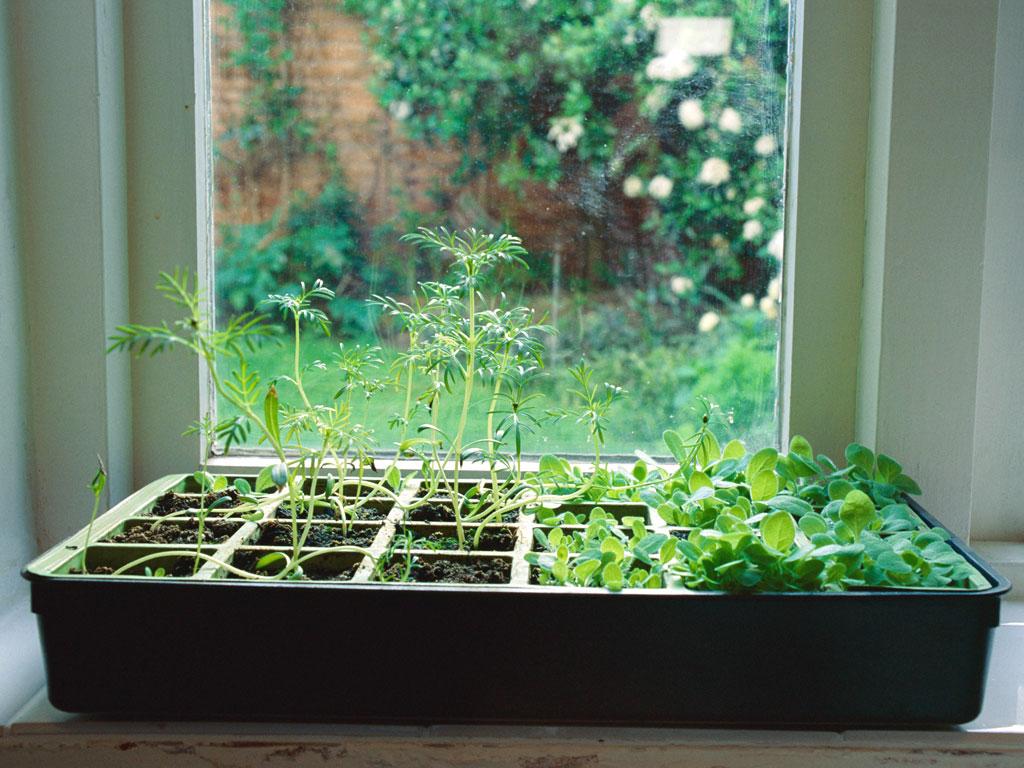 1024x768 How to Grow an Indoor Herb Garden