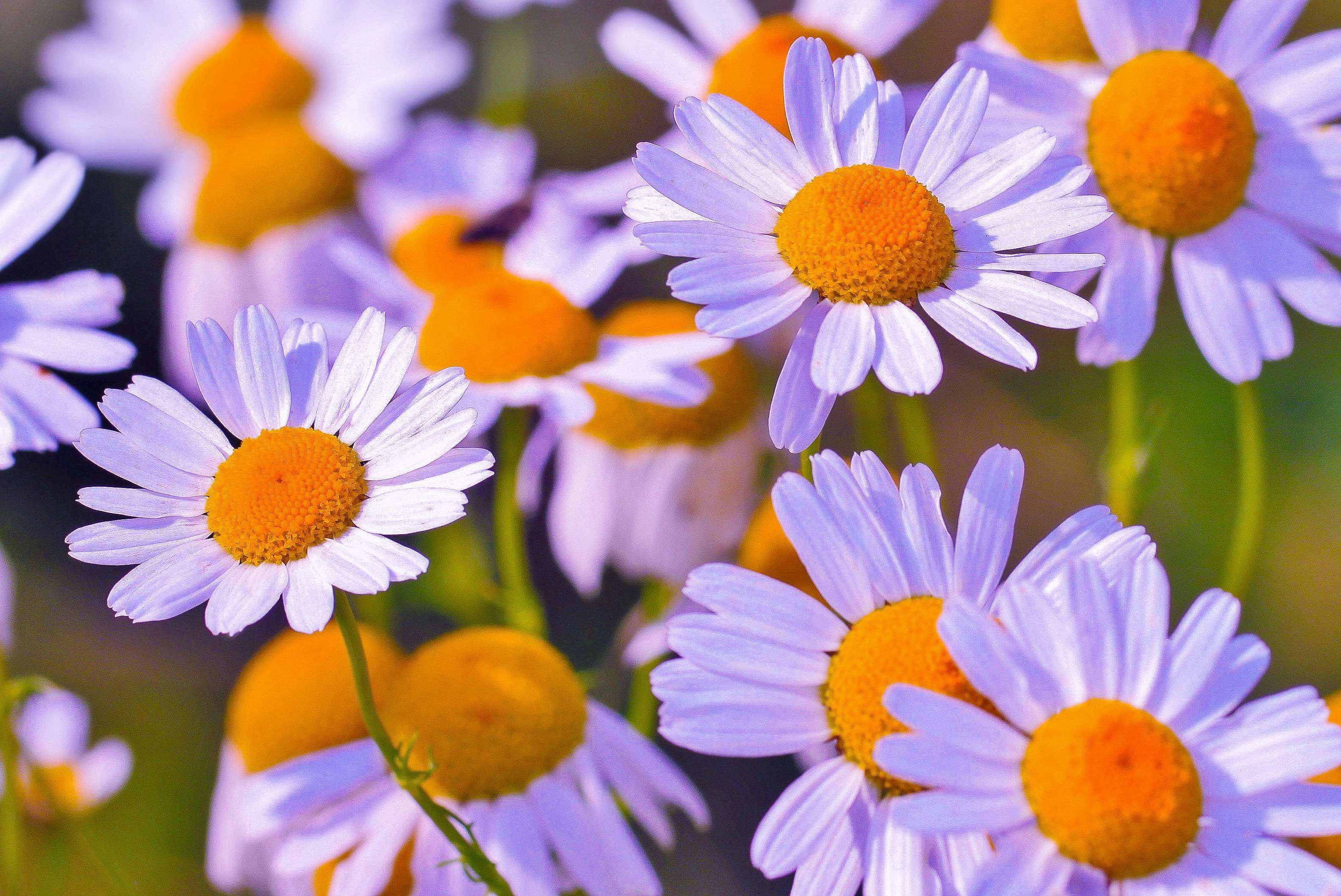 3166x2115 Free Download medicinal wallpaper full HD (1080p)