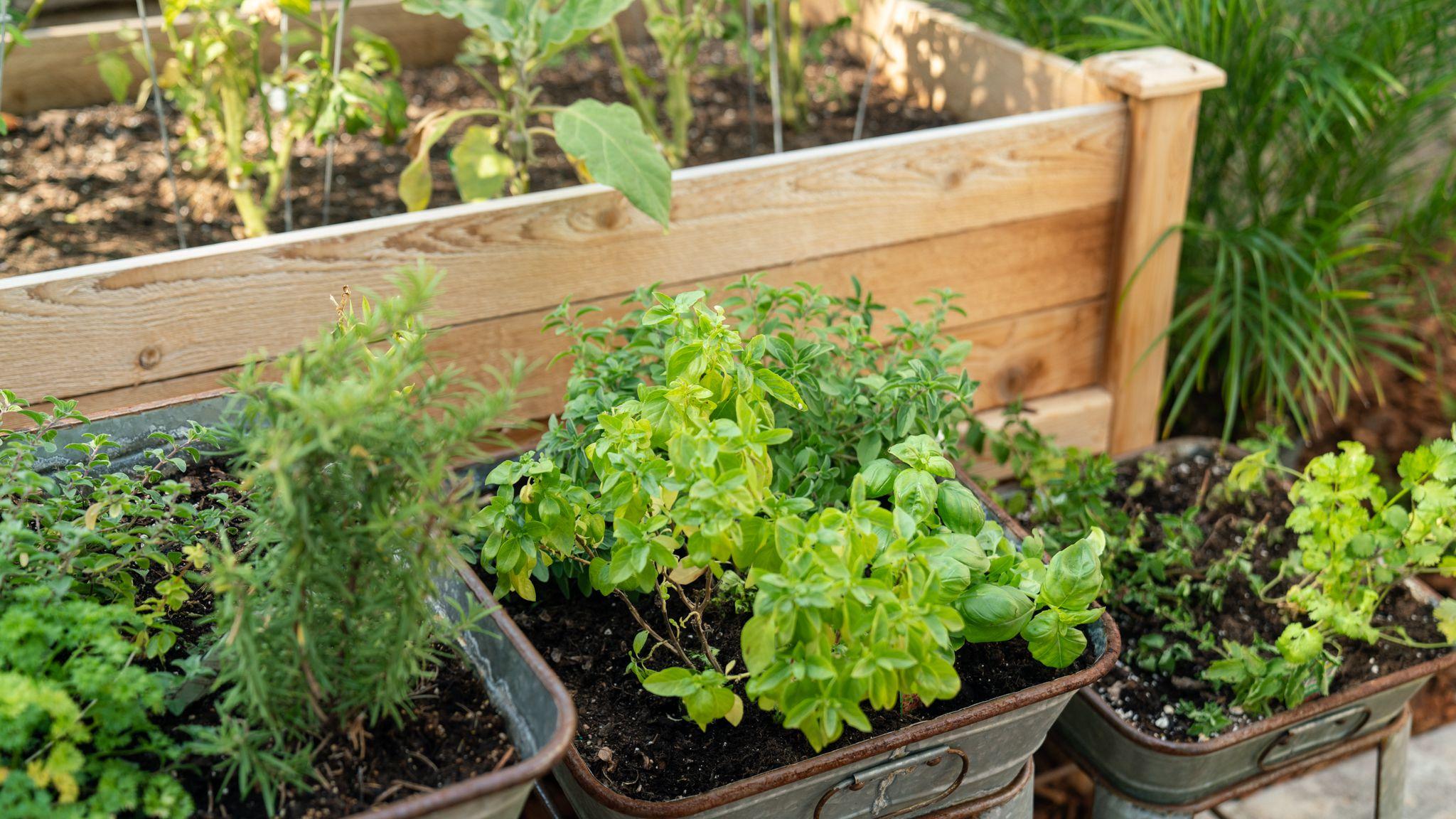 2048x1152 Planning and Planting an Herb Garden
