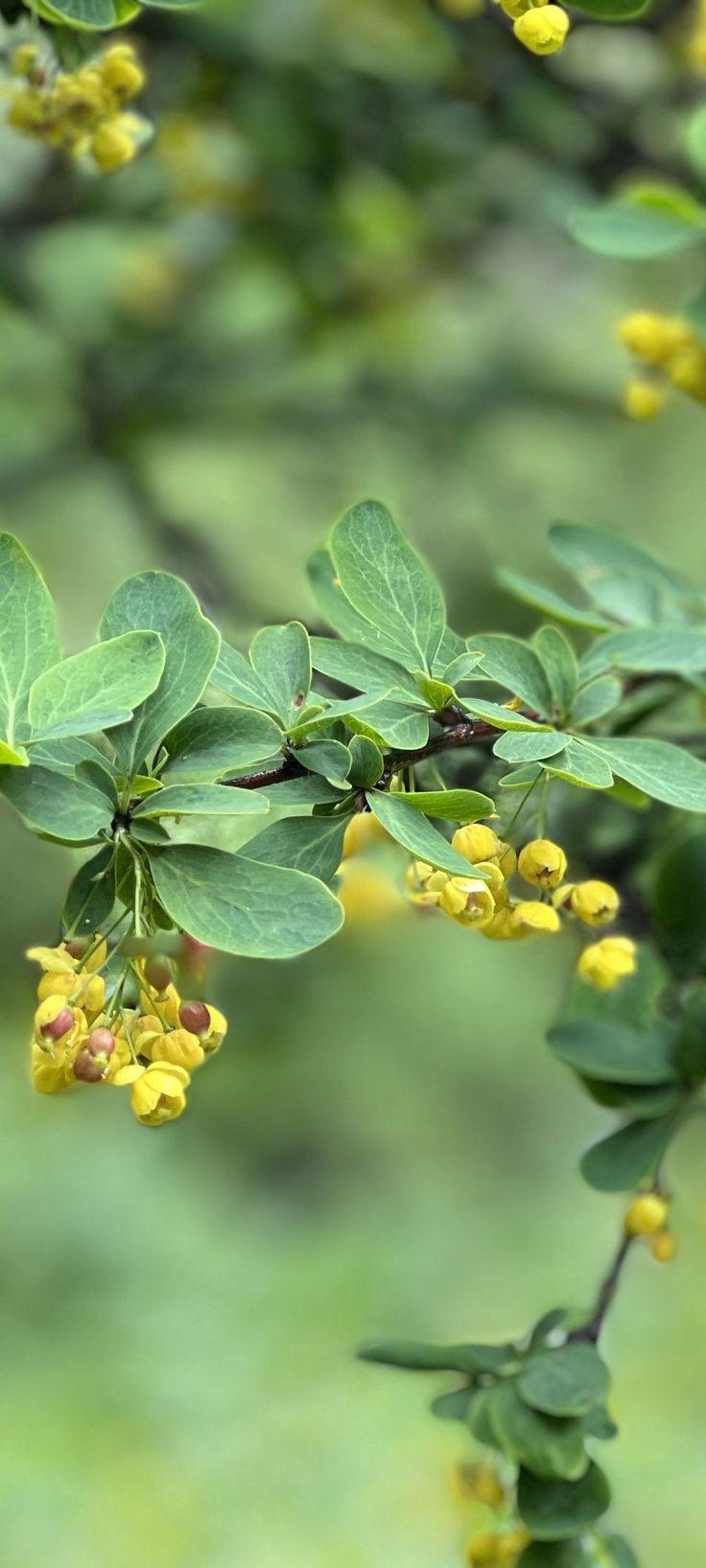 736x1635 Wallpaper. Wallpaper, Plants, iPhone wallpaper