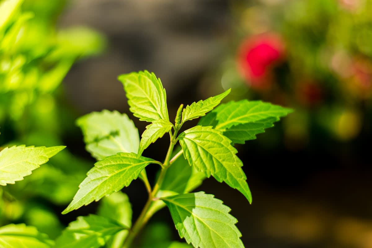 1200x800 How LEDs can maximise the pharmacological potential of plants