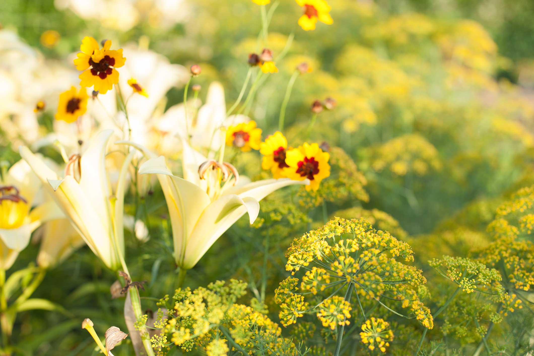 2120x1413 Mixed Flower and Herb Garden