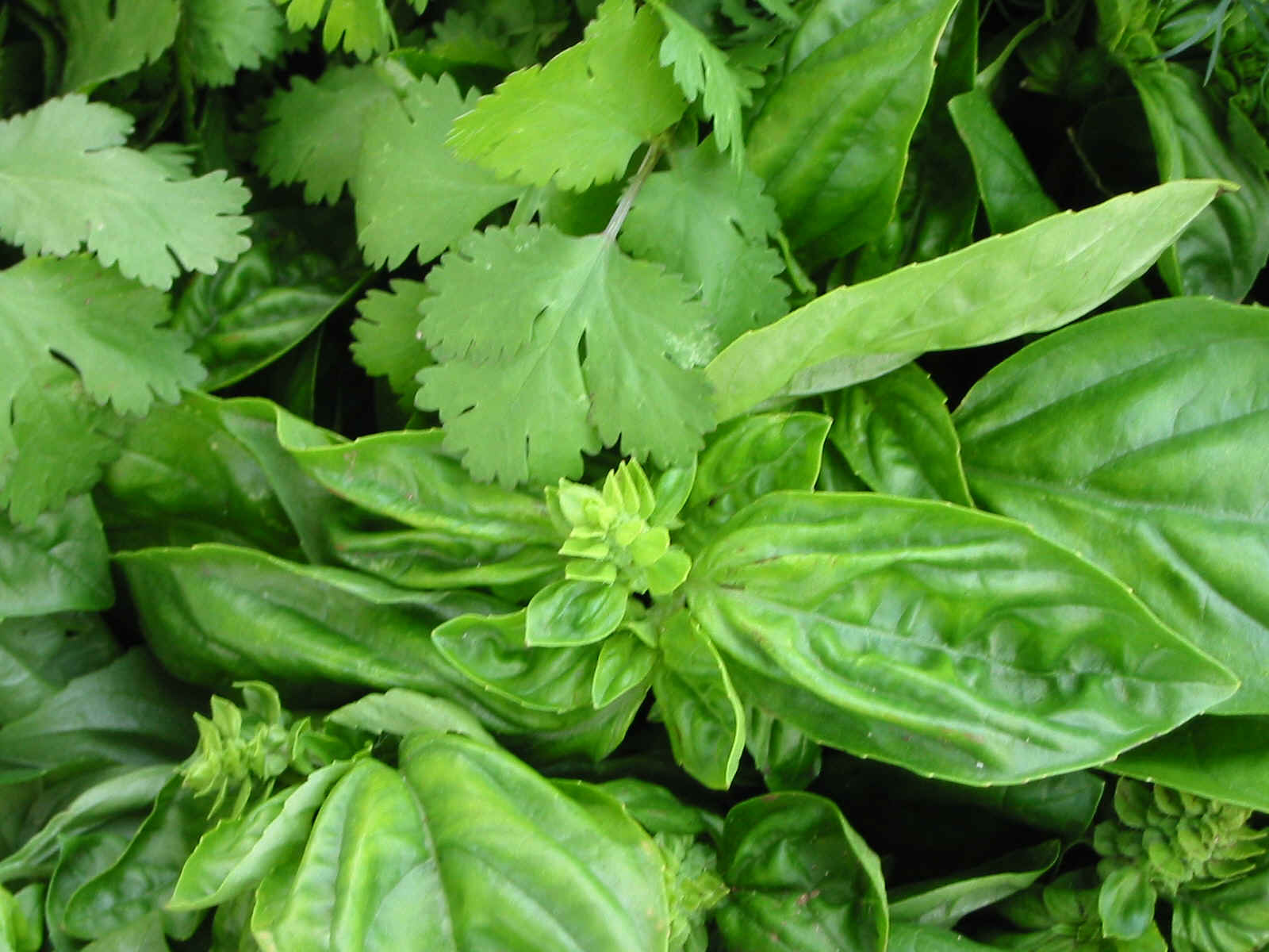 1600x1200 Herbs Wallpaper