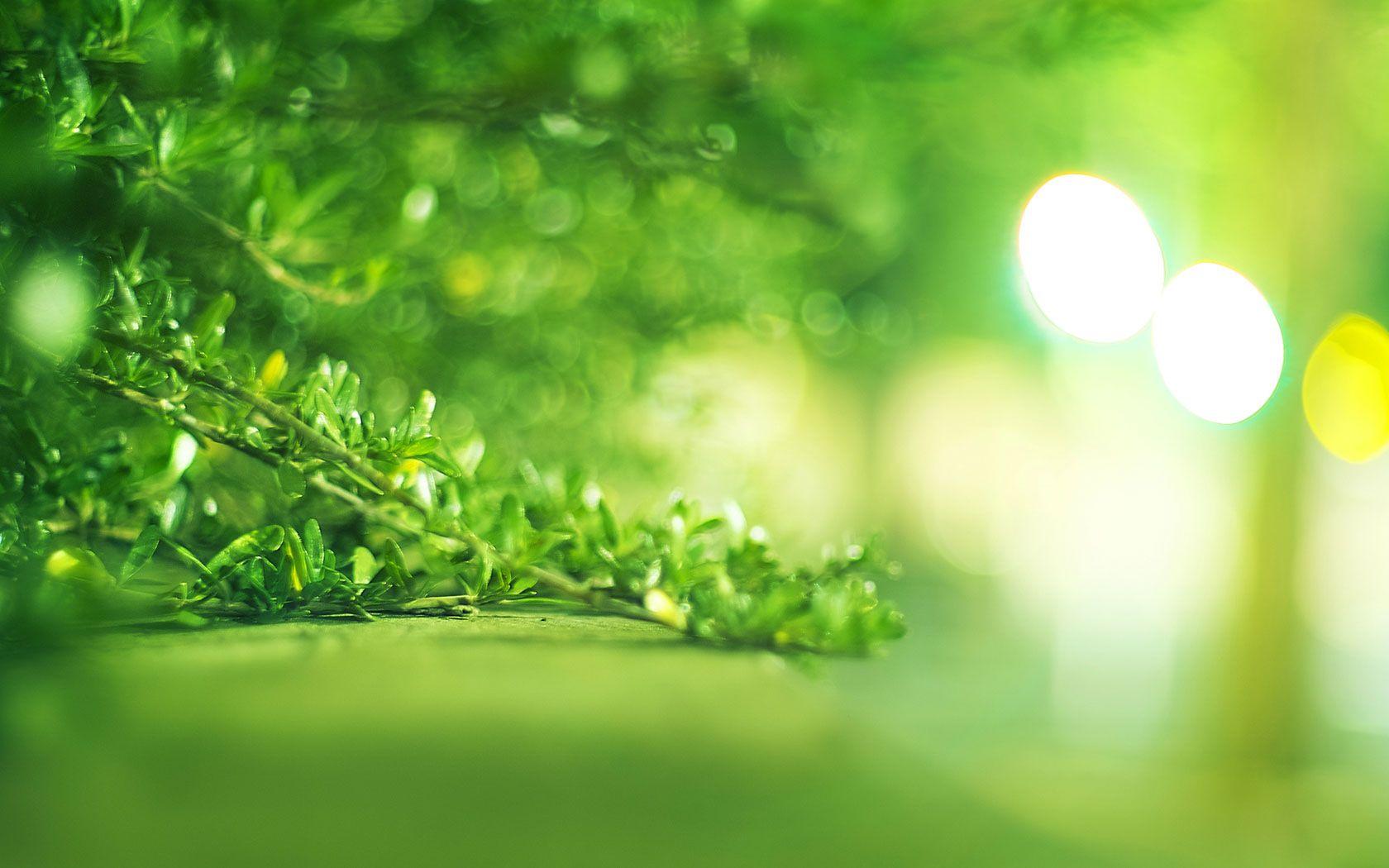1680x1050 Natural Herbs And Shrubs Wallpaper