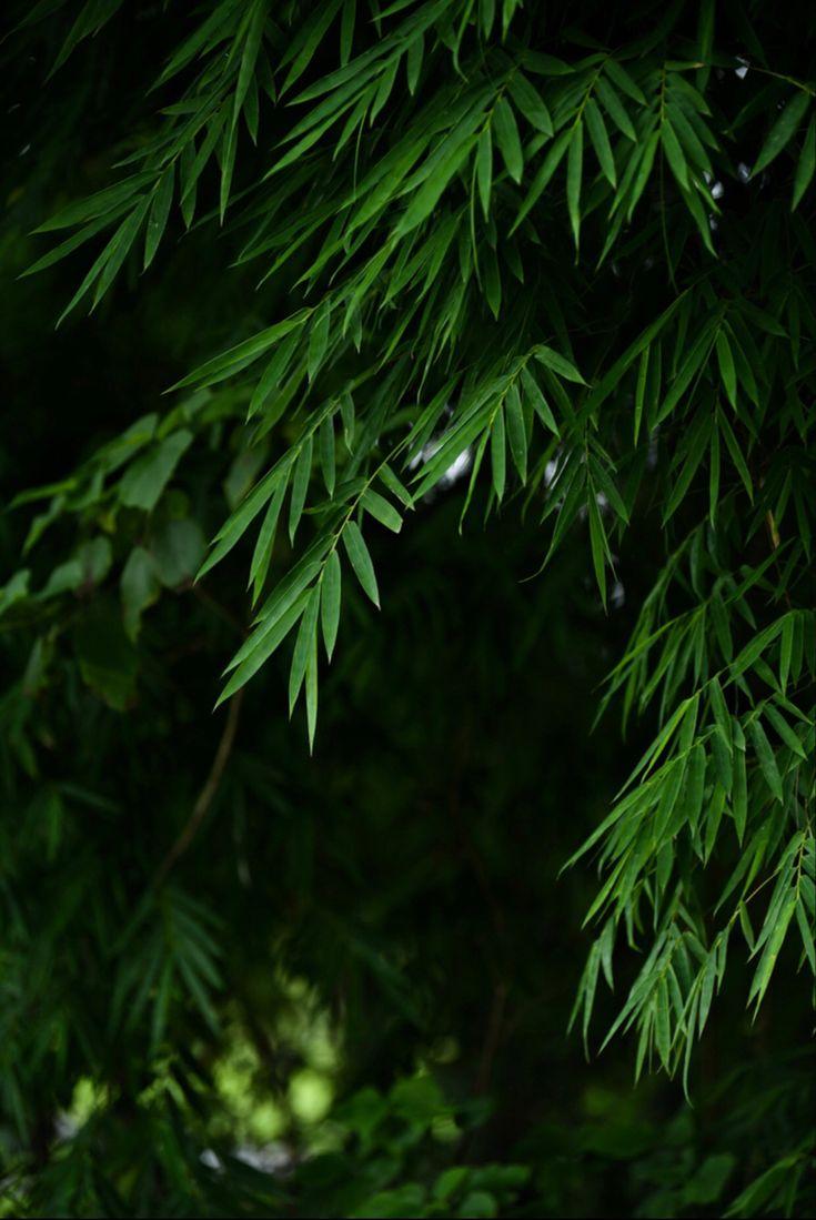 735x1099 Up by cloudy. Radom, Herbs, Favorite places