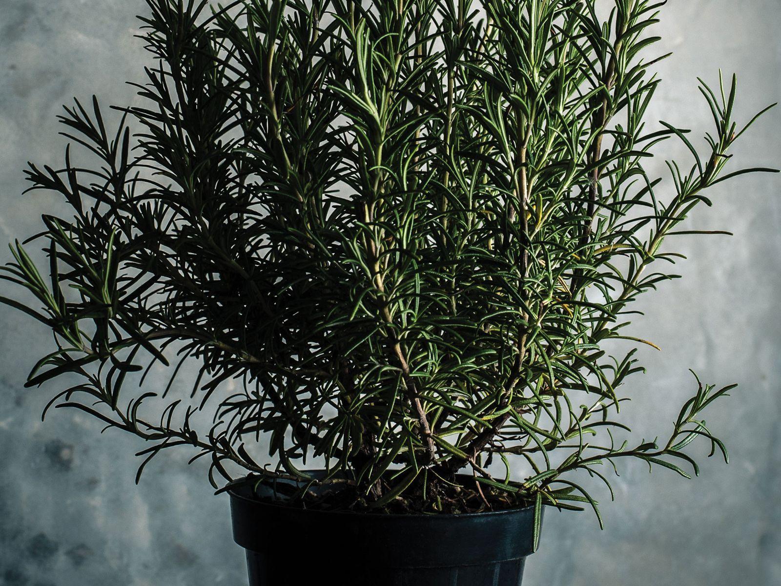 1600x1200 How Does Your Herb Garden Grow?