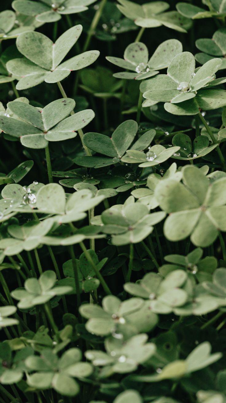 736x1308 Wallpaper. Plant leaves, Plants, Wallpaper