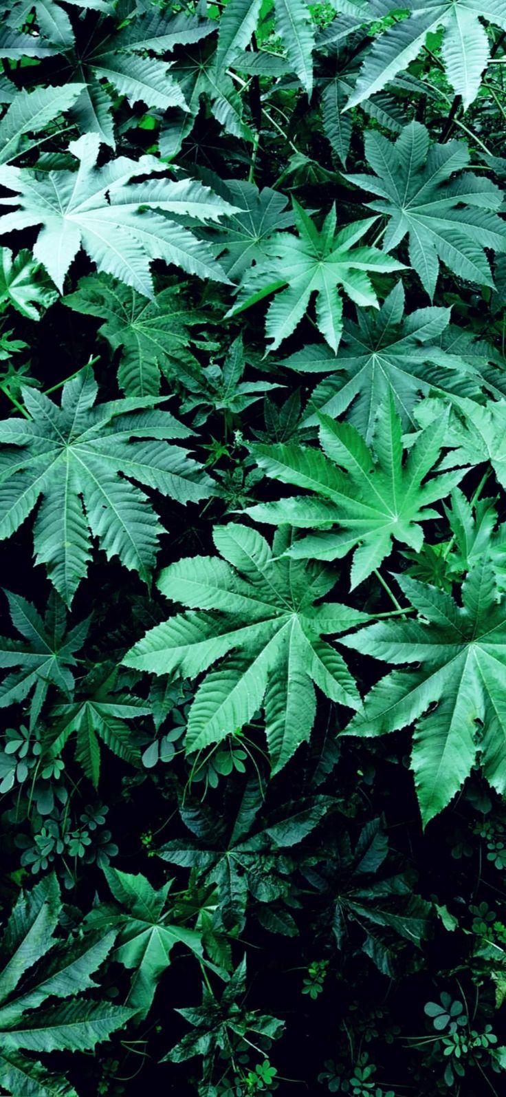 736x1594 wallpaper. Herbs, Wallpaper, Parsley