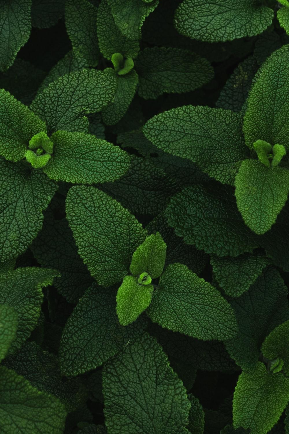 1000x1500 Medicinal Plant Picture. Download Free Image