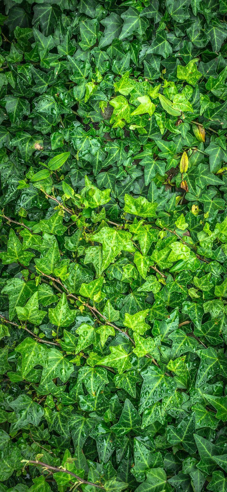 736x1593 Plants