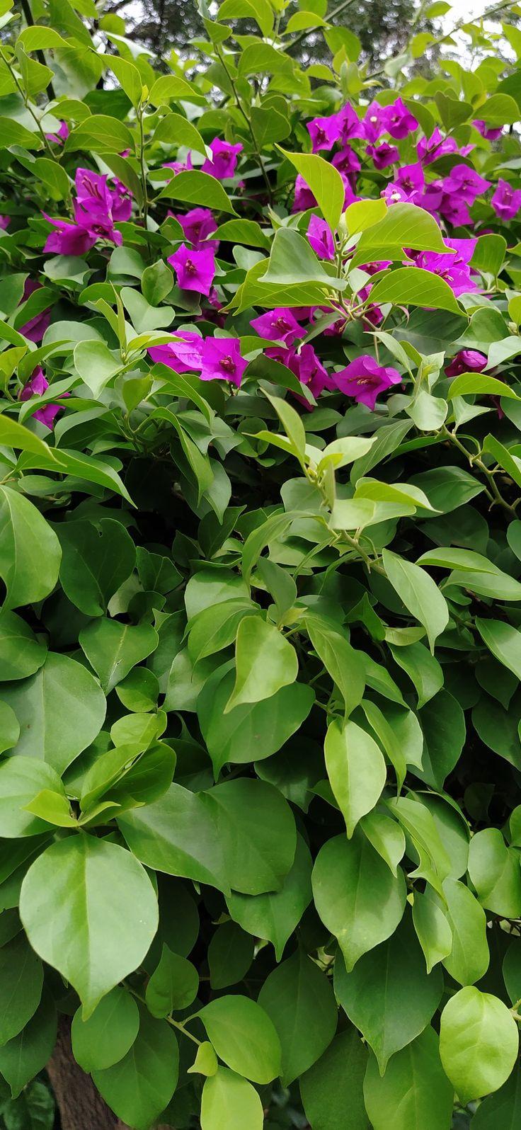 736x1596 Wallpaper for phone. Beautiful click. Beautiful wallpaper, Phone wallpaper, Wallpaper