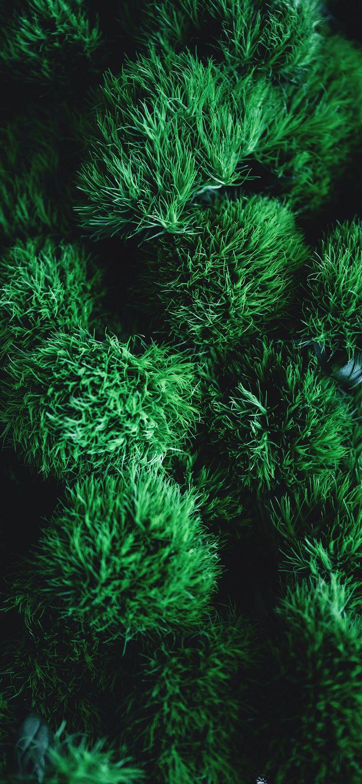 736x1593 Cute wallpaper and themes. Herbs, Cute wallpaper, Plants