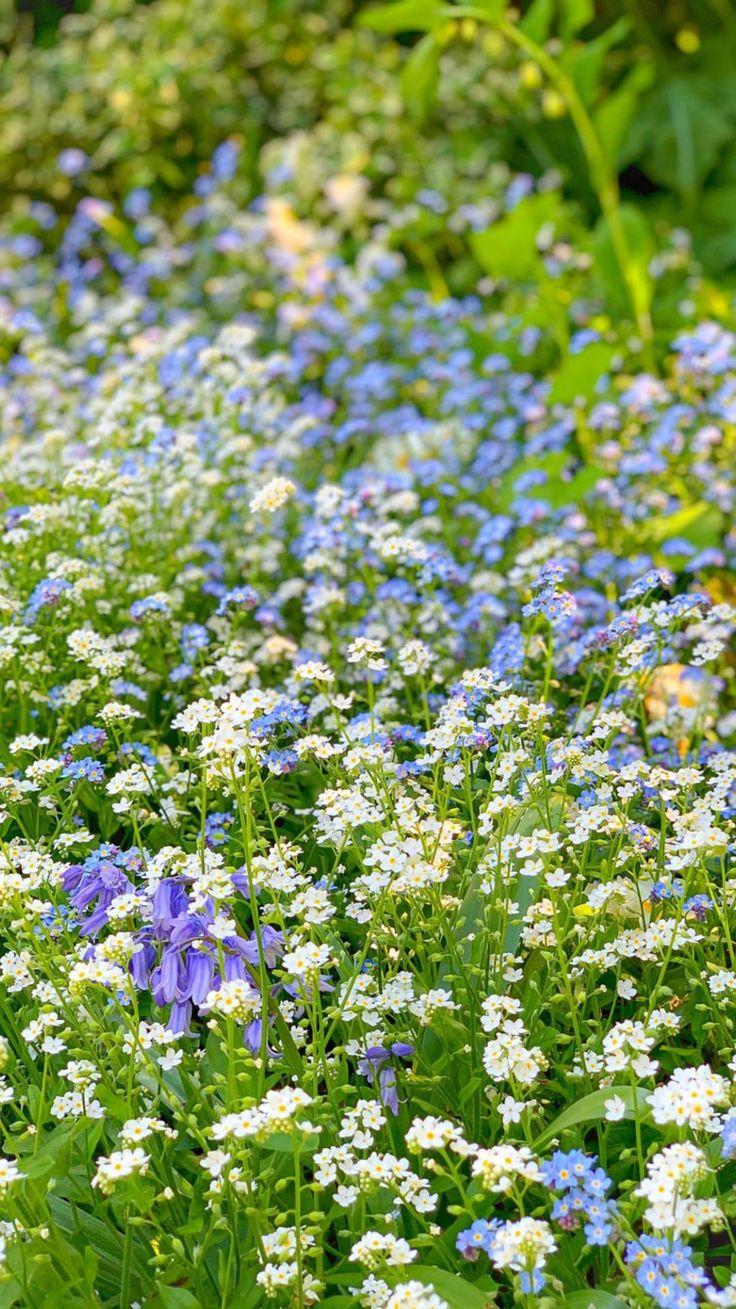 736x1309 Wallpaper. Plants, Herbs, Wallpaper