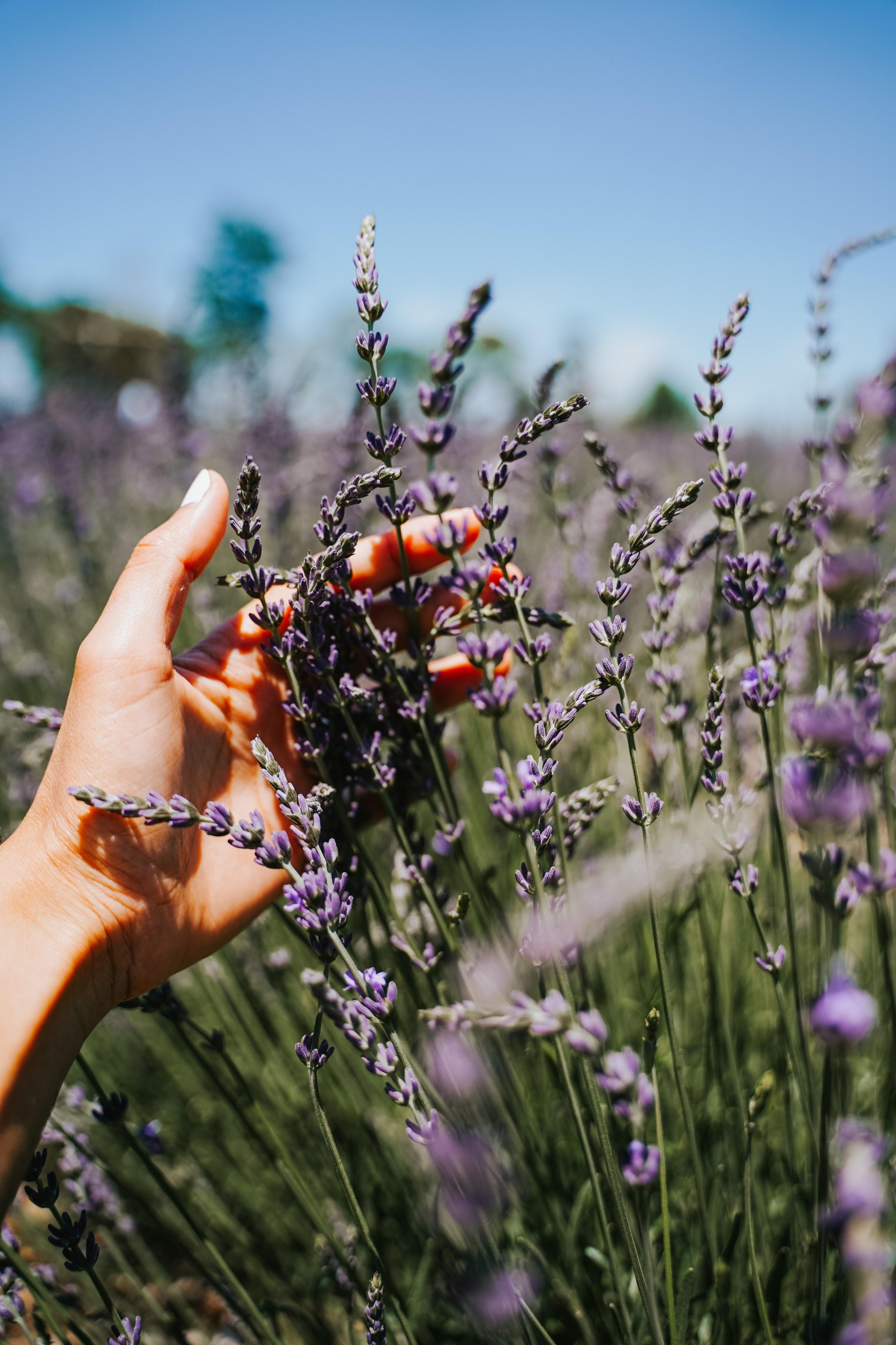 3072x4608 Best Medicinal Plants Photo · 100% Free Downloads