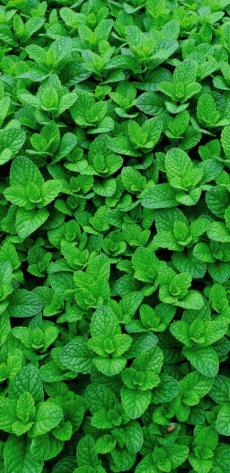 736x1512 Wallpaper Aesthetic. Wallpaper, Herbs, Aesthetic