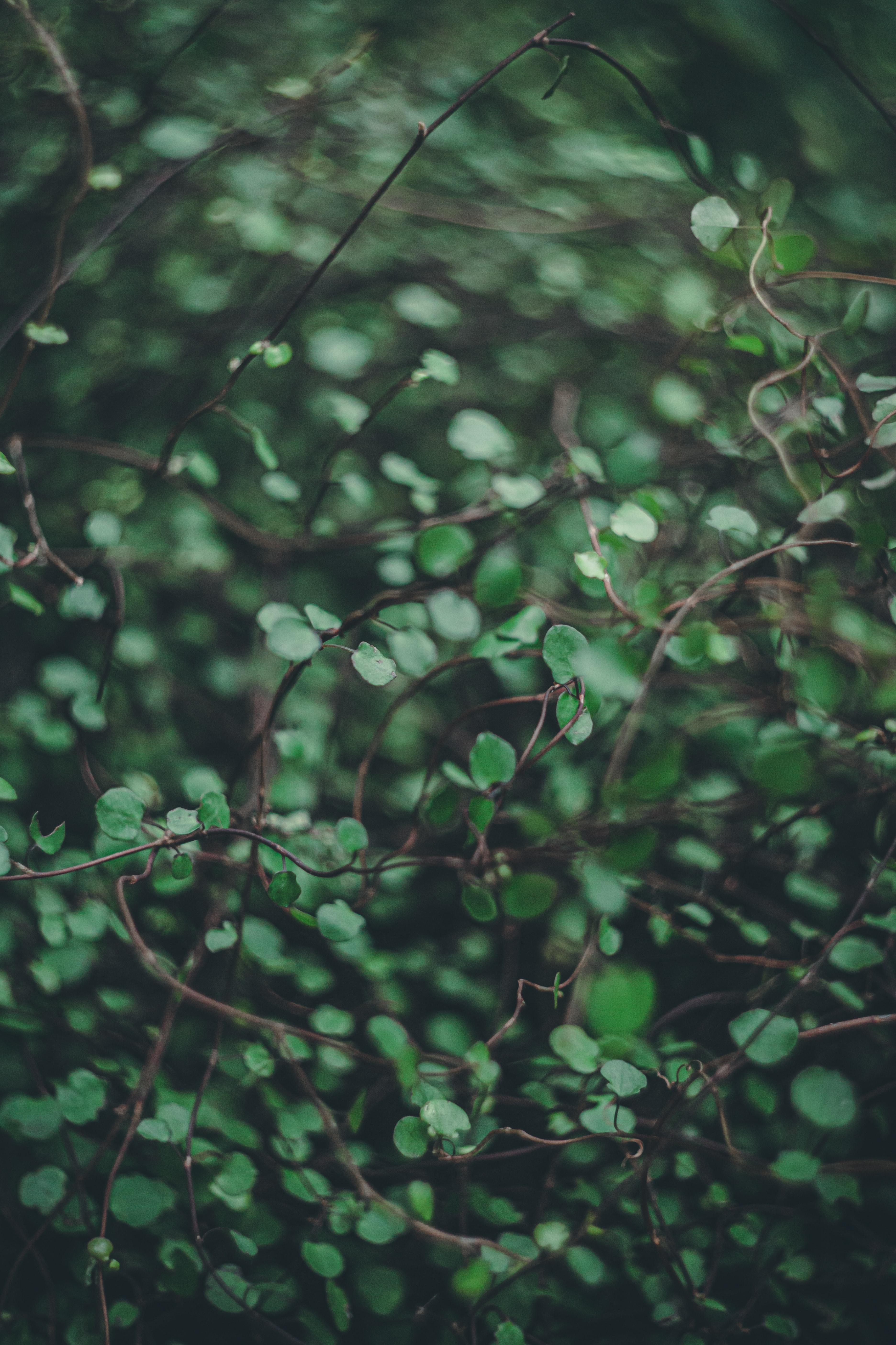 3744x5616 Best Medicinal Plants Photo · 100% Free Downloads