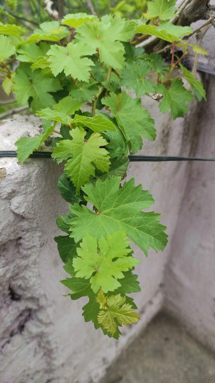 735x1306 Grapes Leaves. Grape leaves, Free wallpaper, Wallpaper