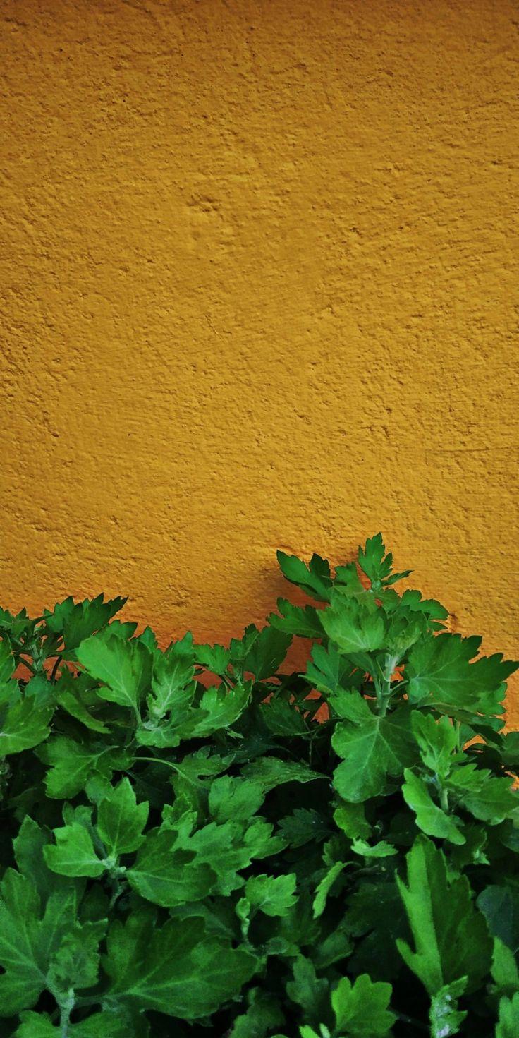 736x1471 Yellow. Herbs, Wallpaper, Aesthetic