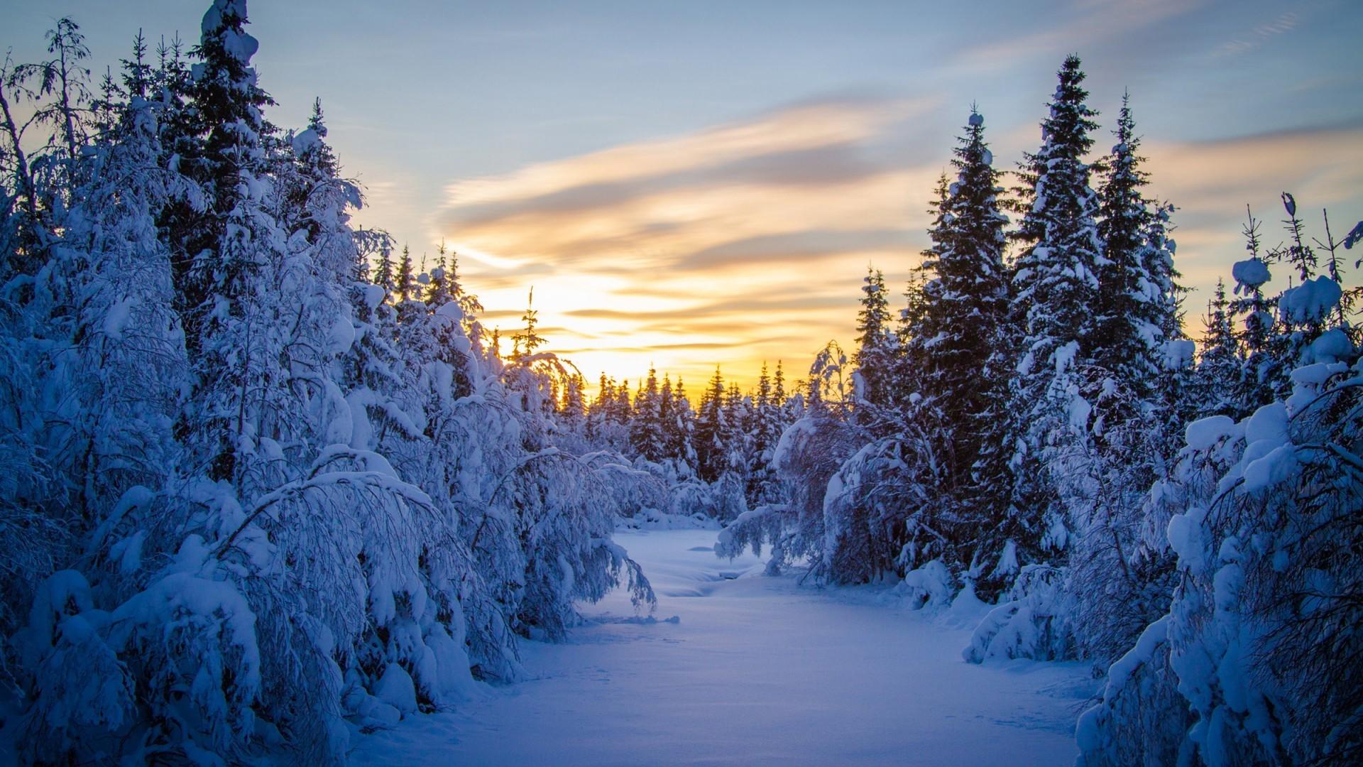 1920x1080 Winter Forest Scenery Wallpaper