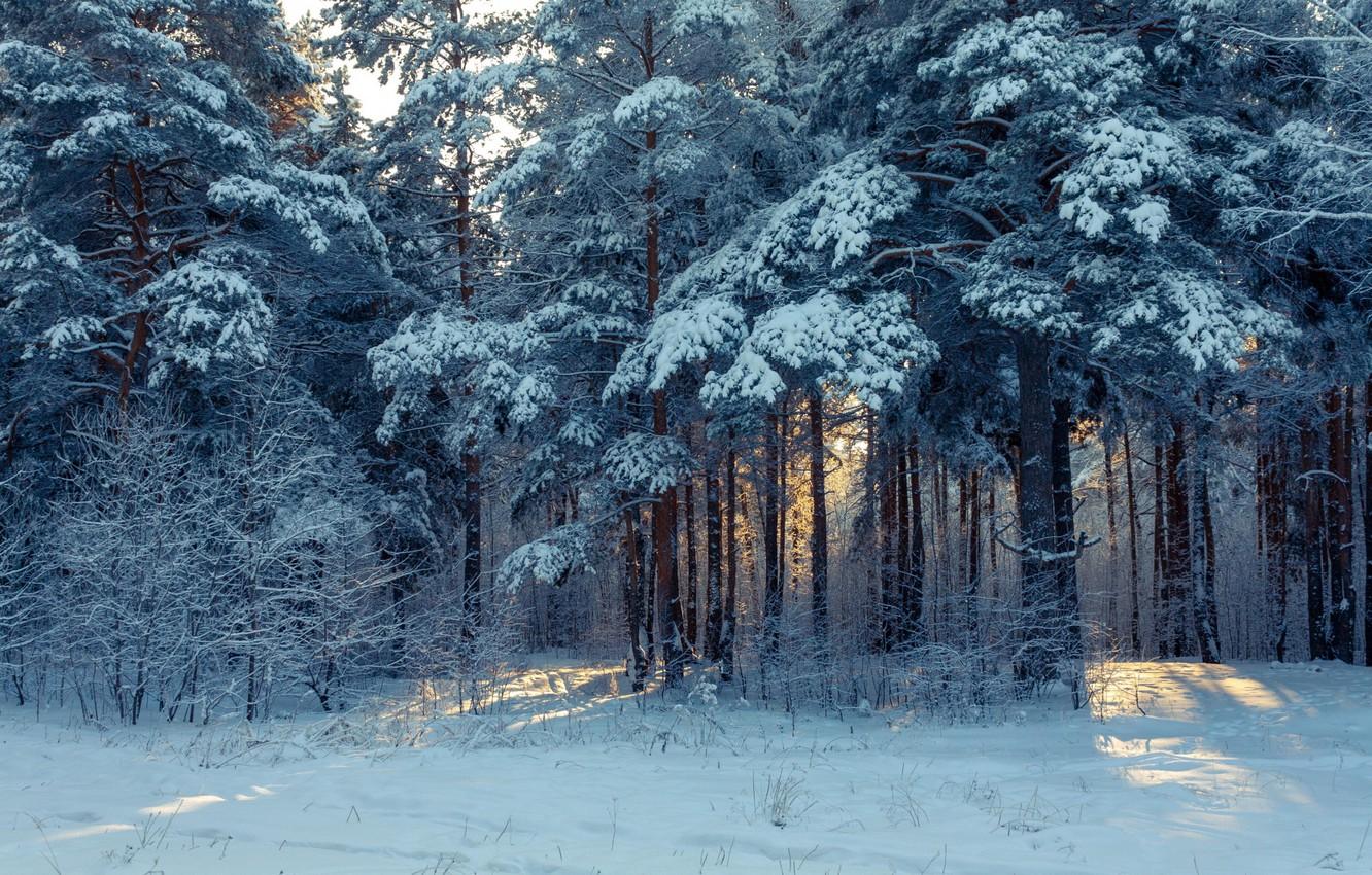 1332x850 Wallpaper Nature, Winter, Snow, Wallpaper, Forest, Trees image for desktop, section природа