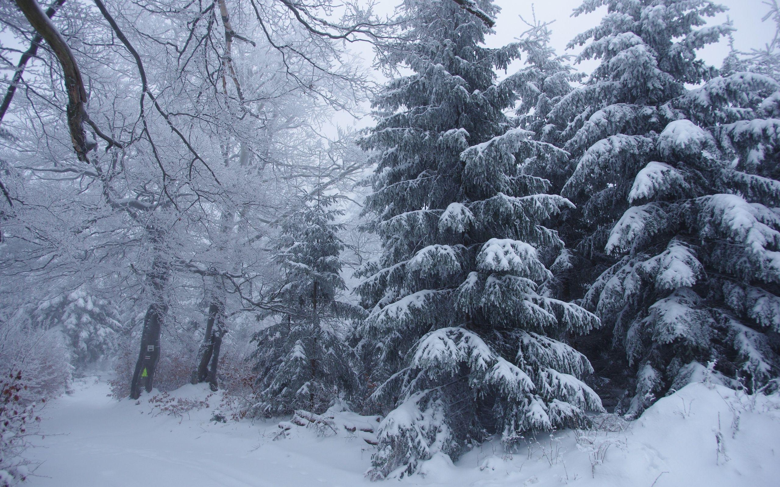 2560x1600 Winter forest trees snow landscape gs wallpaperx1600. Winter forest, Landscape, Forest wallpaper