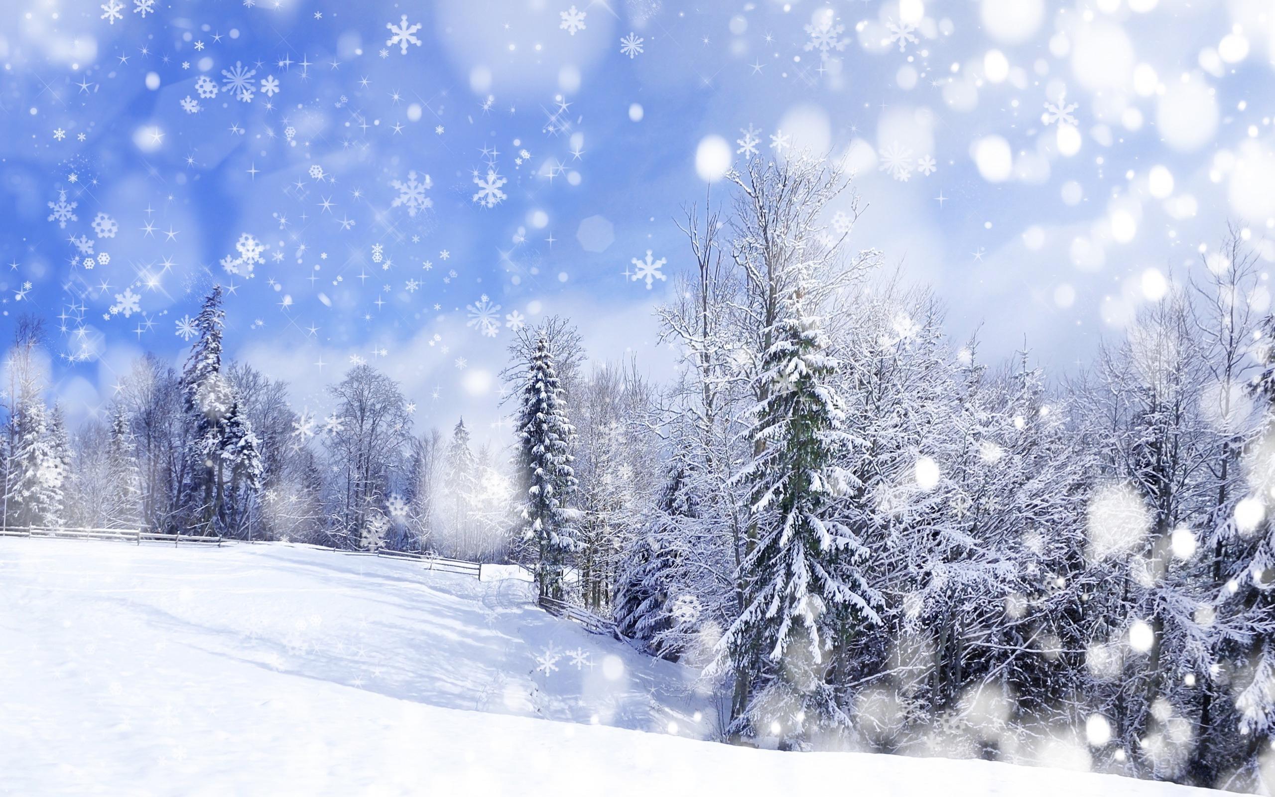 2560x1600 Winter Forest Scenery
