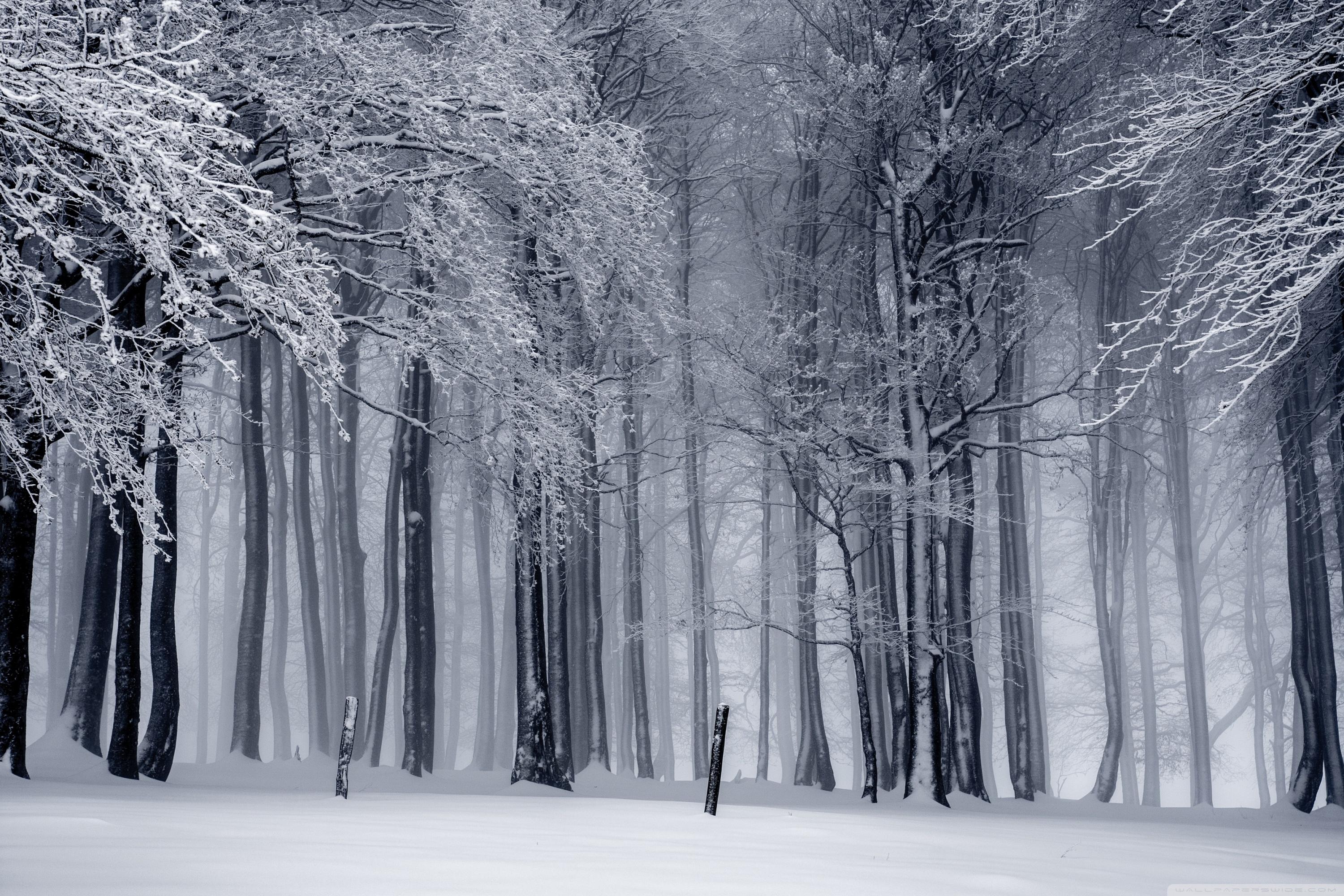 3000x2000 Snowy Forest, Winter Ultra HD Desktop Background Wallpaper for 4K UHD TV : Widescreen & UltraWide Desktop & Laptop : Multi Display, Dual Monitor : Tablet