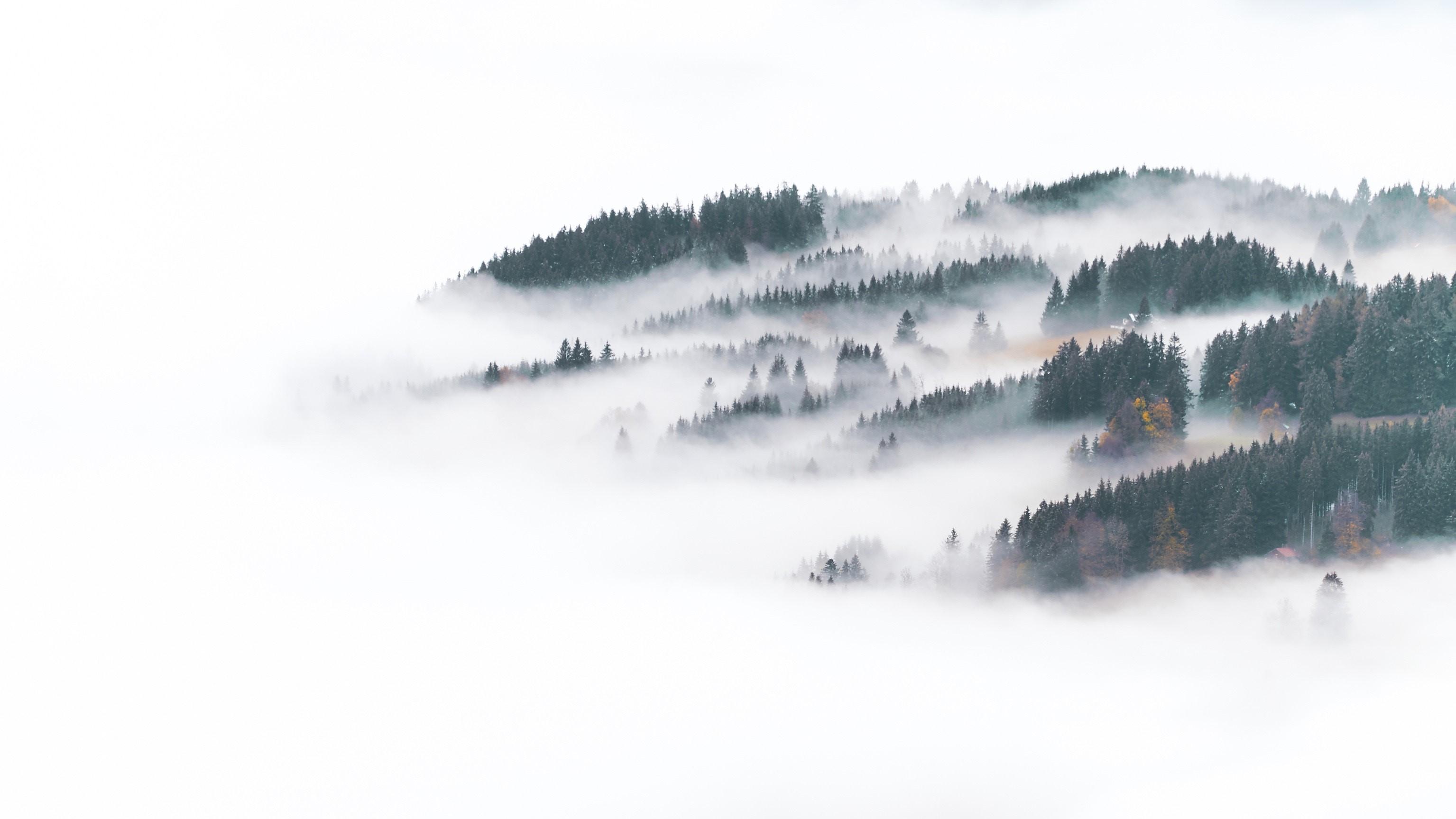 3070x1727 Wallpaper / winter, forest, landscape, nature, mist free download