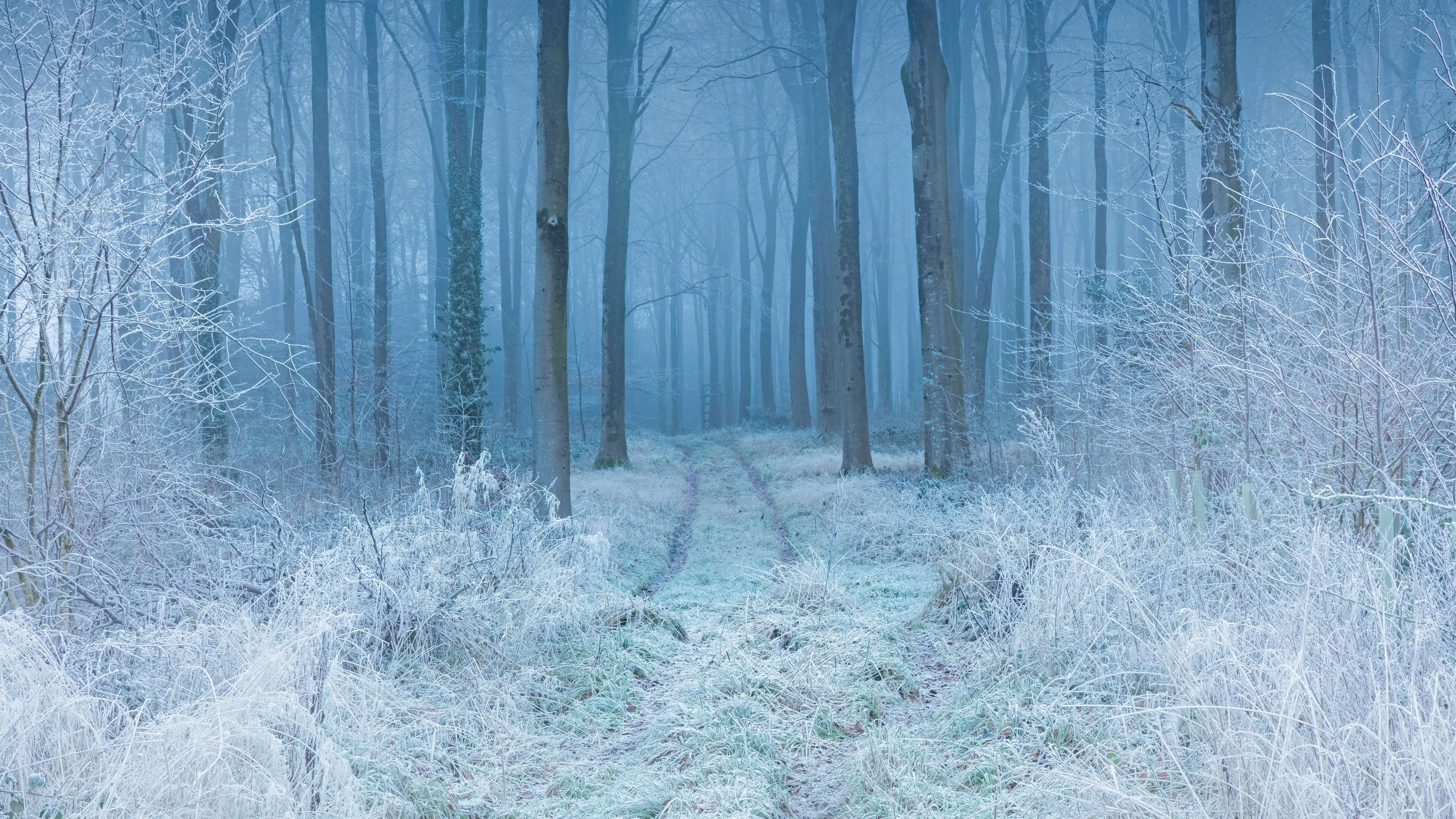 5120x2880 Winter Wallpaper 4K, Forest, Frost, Mist, Path, Trees, Snow covered, Nature