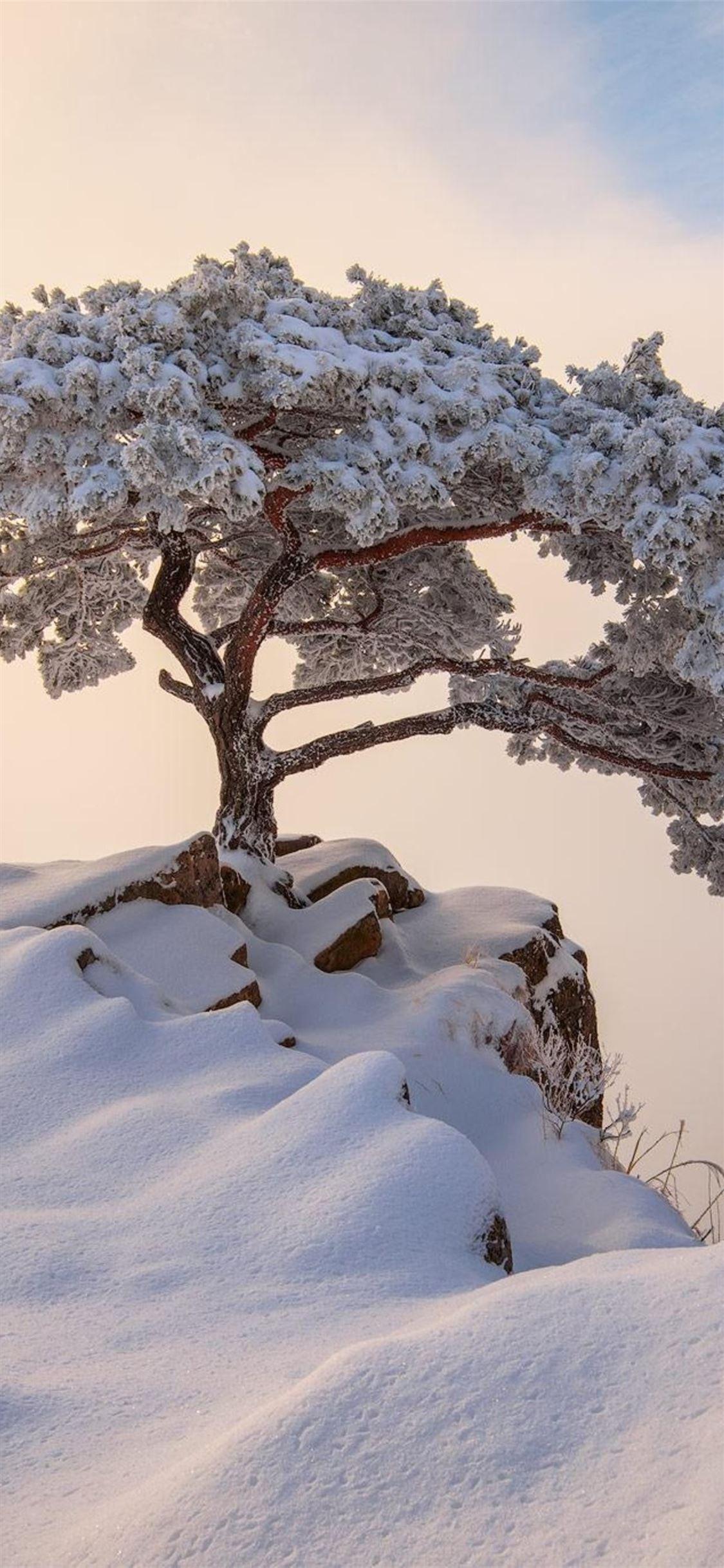 1125x2436 south korea december winter iPhone X Wallpaper Free Download