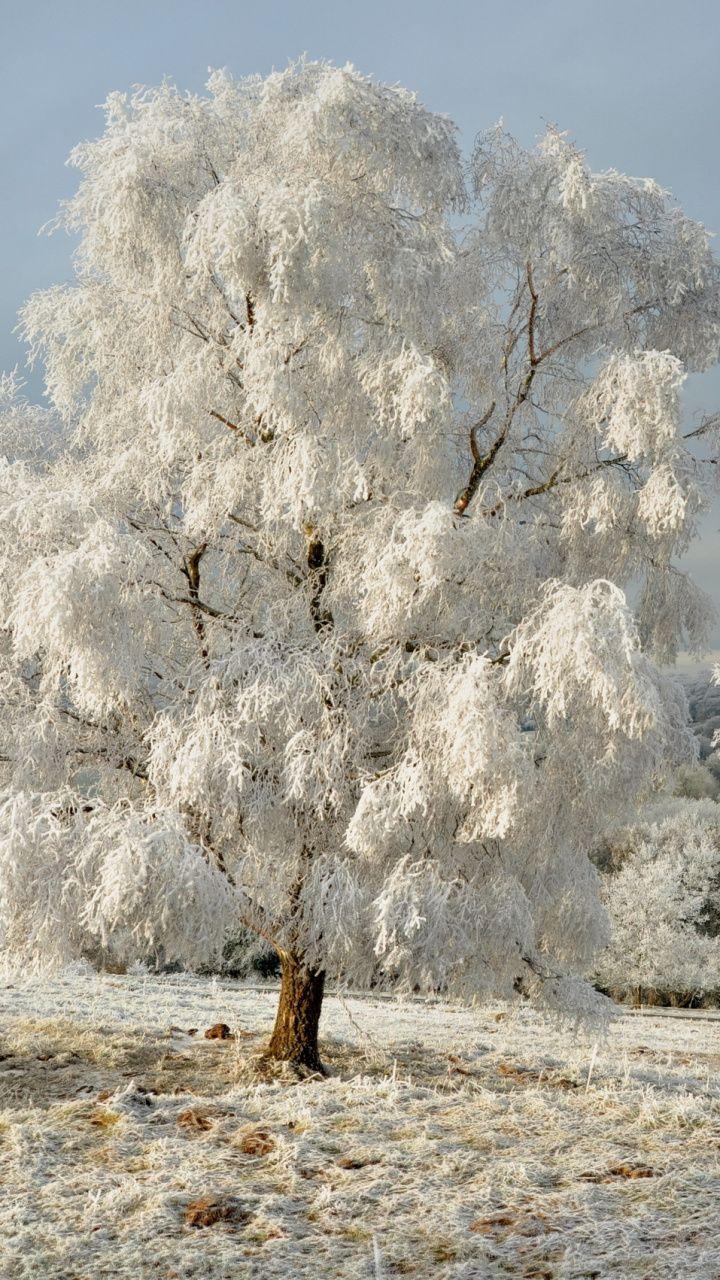 720x1280 Download 720x1280 Wallpaper Branch, Landscape Painting, Snow, Tree