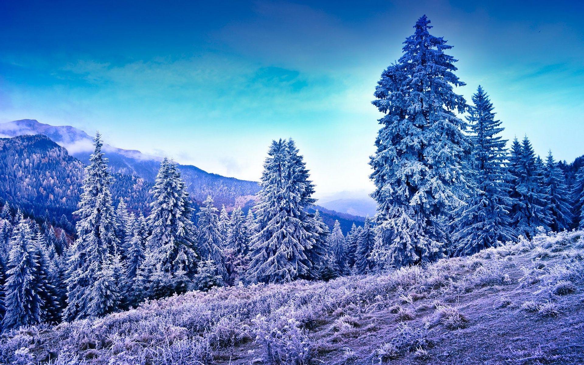 1920x1200 Winter Wallpaper 049 - [1920x1200]