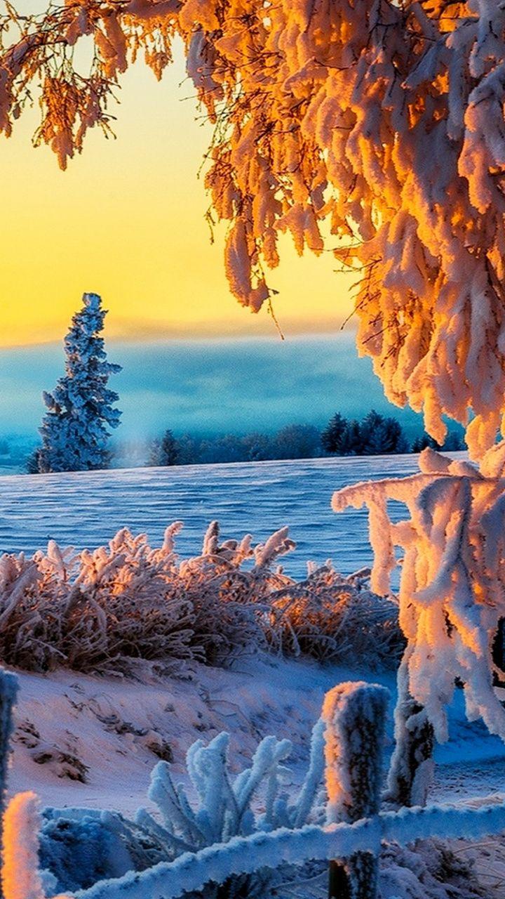 720x1280 Download 720x1280 Wallpaper Painting, Freezing, Snow, Tree, Nature