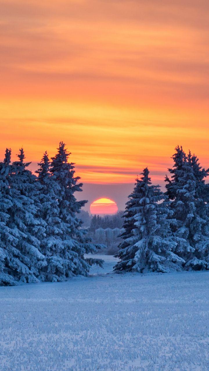 720x1280 Download 720x1280 Wallpaper Pine, Winter, Pine Family, Spruce