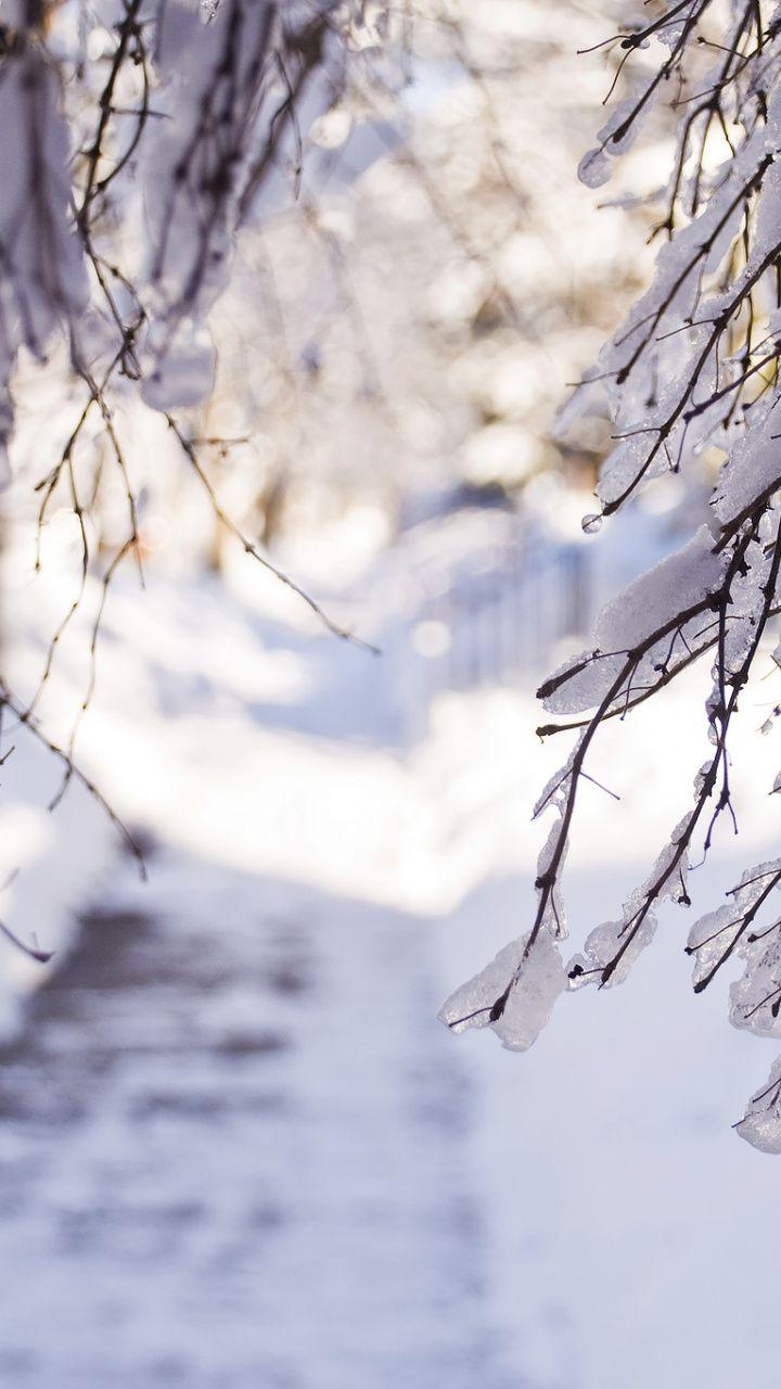 720x1280 Download 720x1280 Wallpaper Tree, Sunlight, Freezing, Branch, Winter