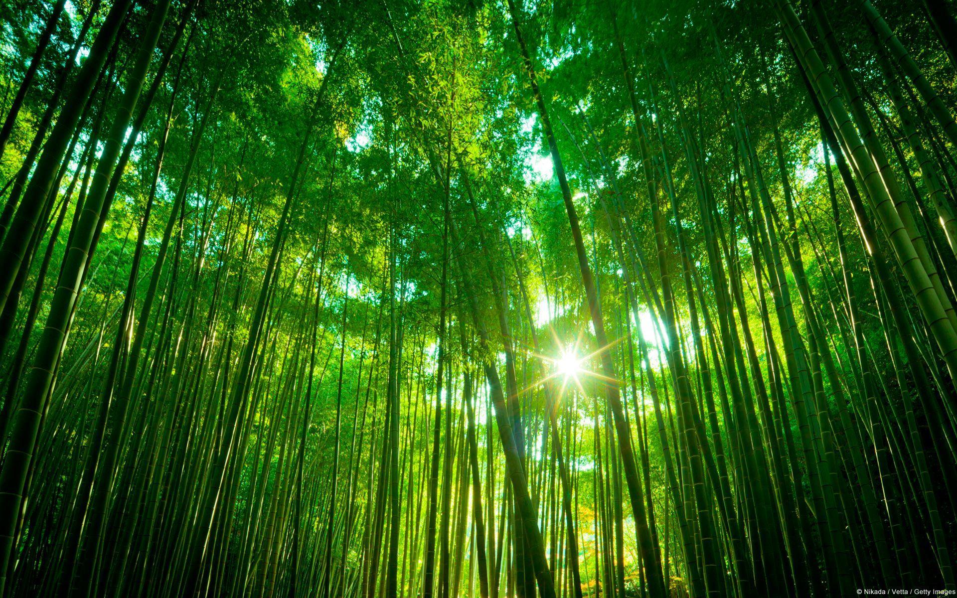1920x1200 Sagano Bamboo Forest Wallpaper