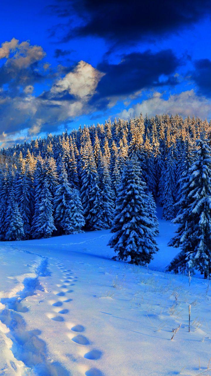 720x1280 Download 720x1280 Wallpaper Freezing, Fir, Winter, Pine Family