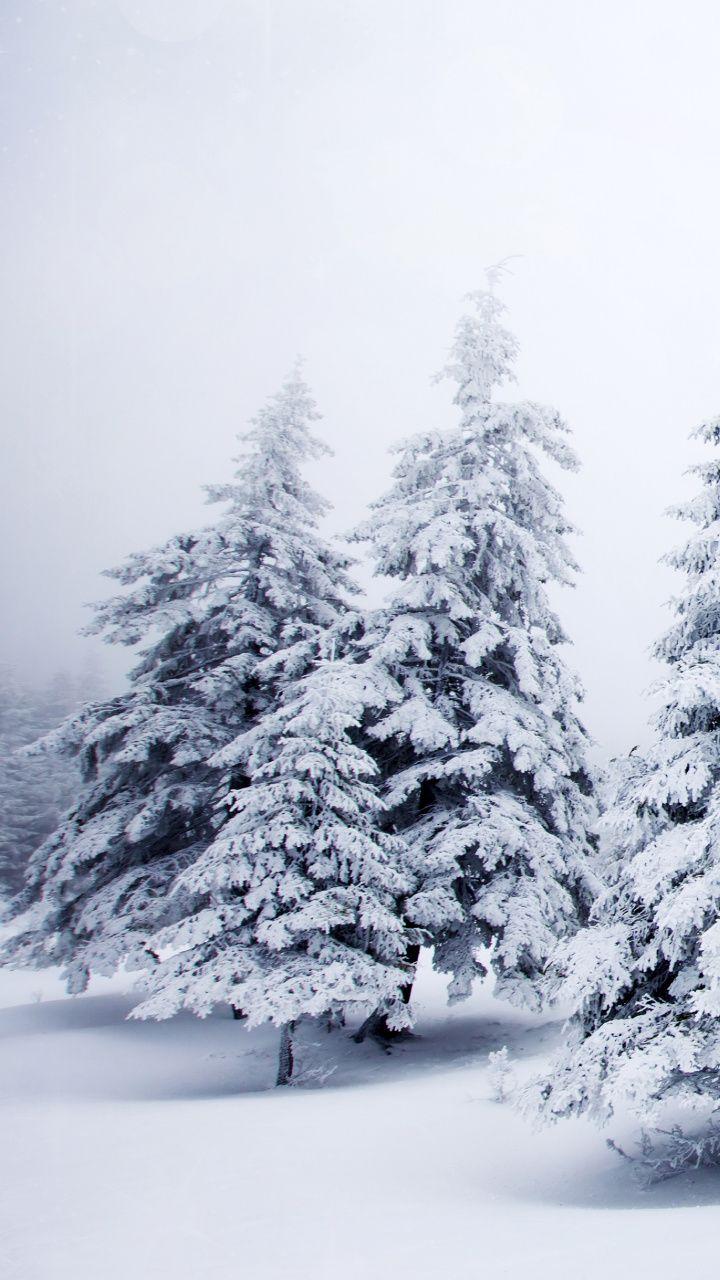720x1280 Download 720x1280 Wallpaper Pine Family, Illustration, Snow