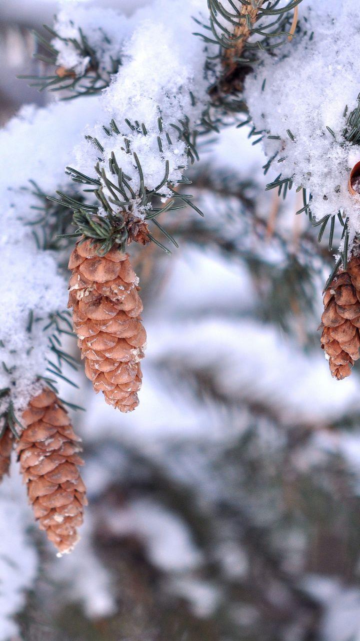 720x1280 Download 720x1280 Wallpaper Conifer, Freezing, Branch, Pine Family