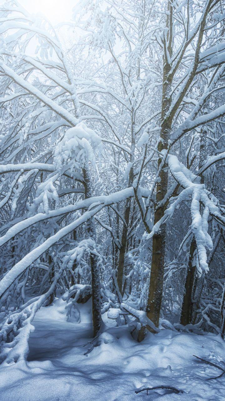720x1280 Download 720x1280 Wallpaper Freezing, Video, Woodland, Sky, Winter