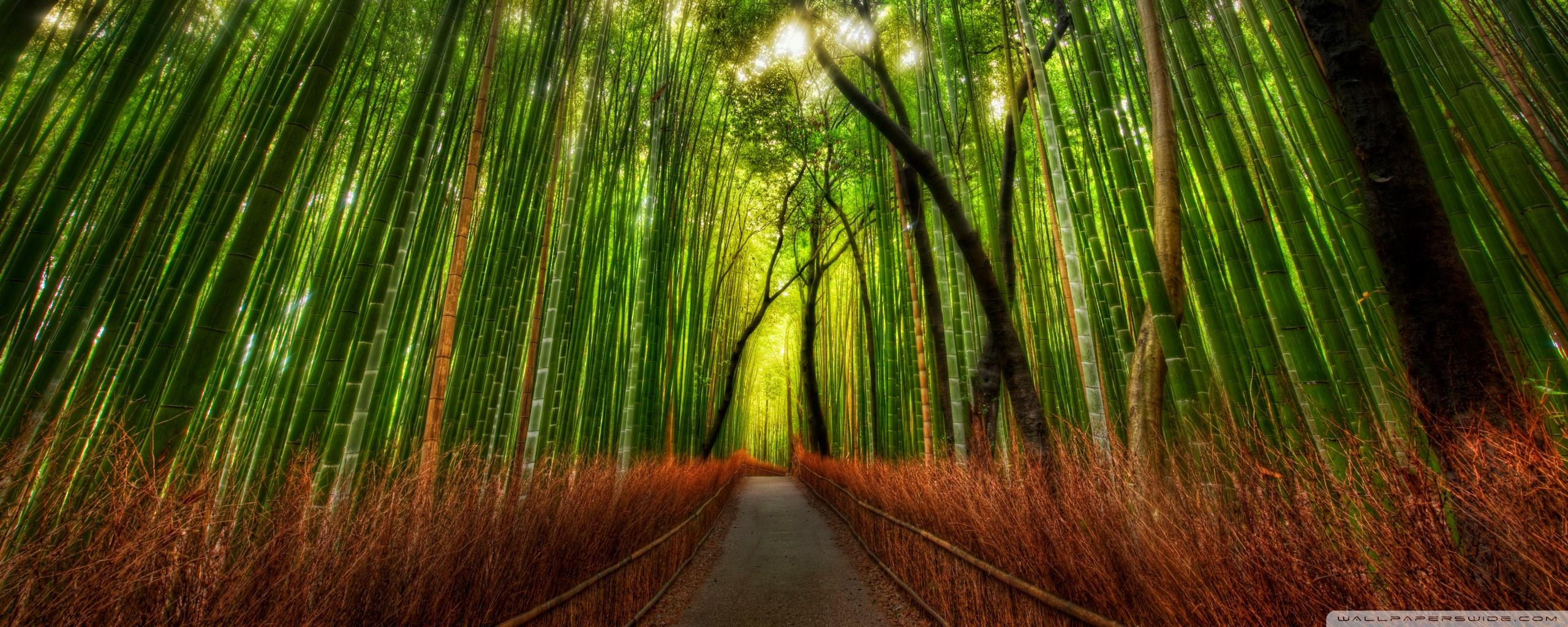 2560x1024 Bamboo Forest Ultra HD Desktop Background Wallpaper for : Multi Display, Dual Monitor : Tablet