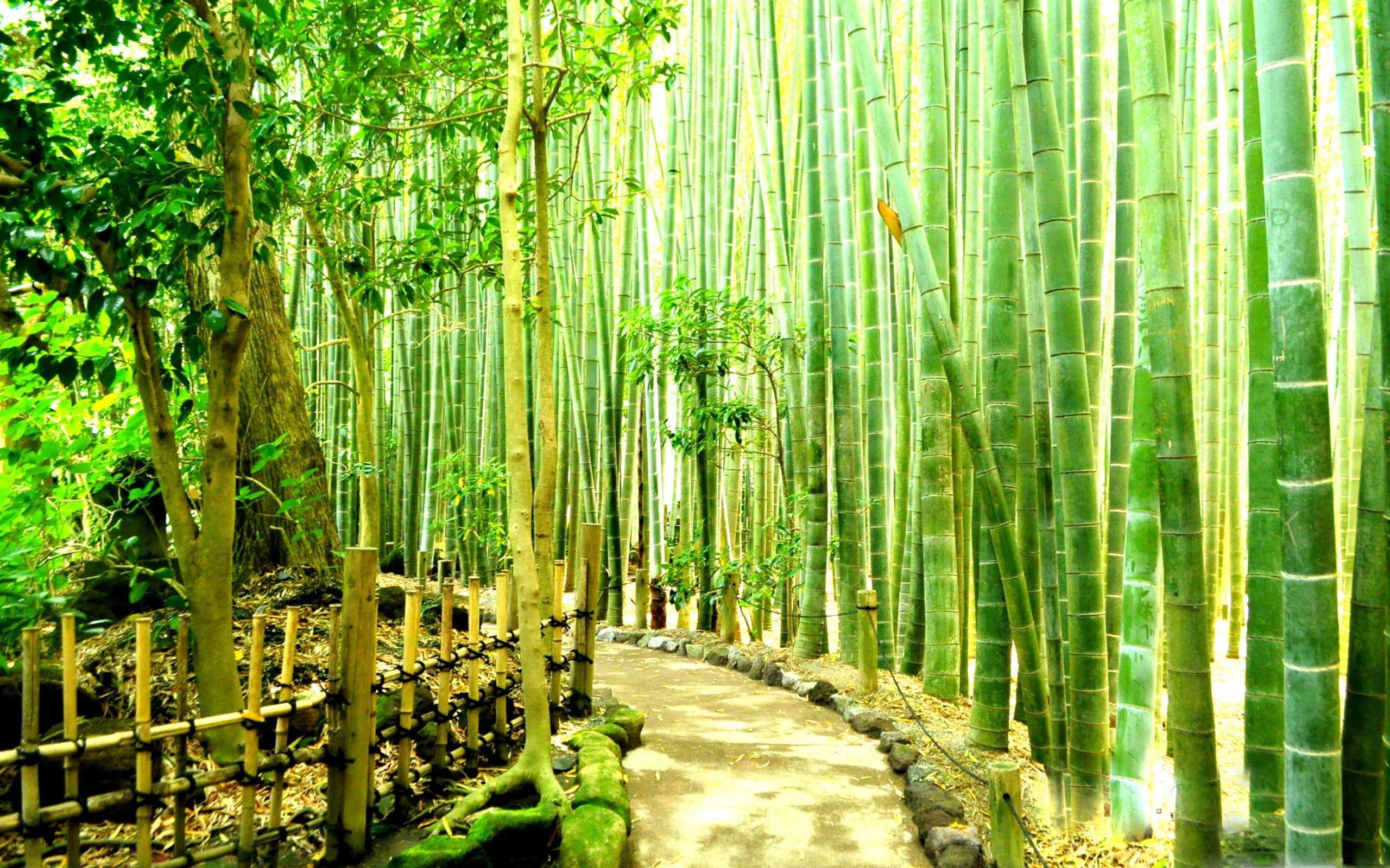 2560x1600 Bamboo Forest MacBook Air Wallpaper Download
