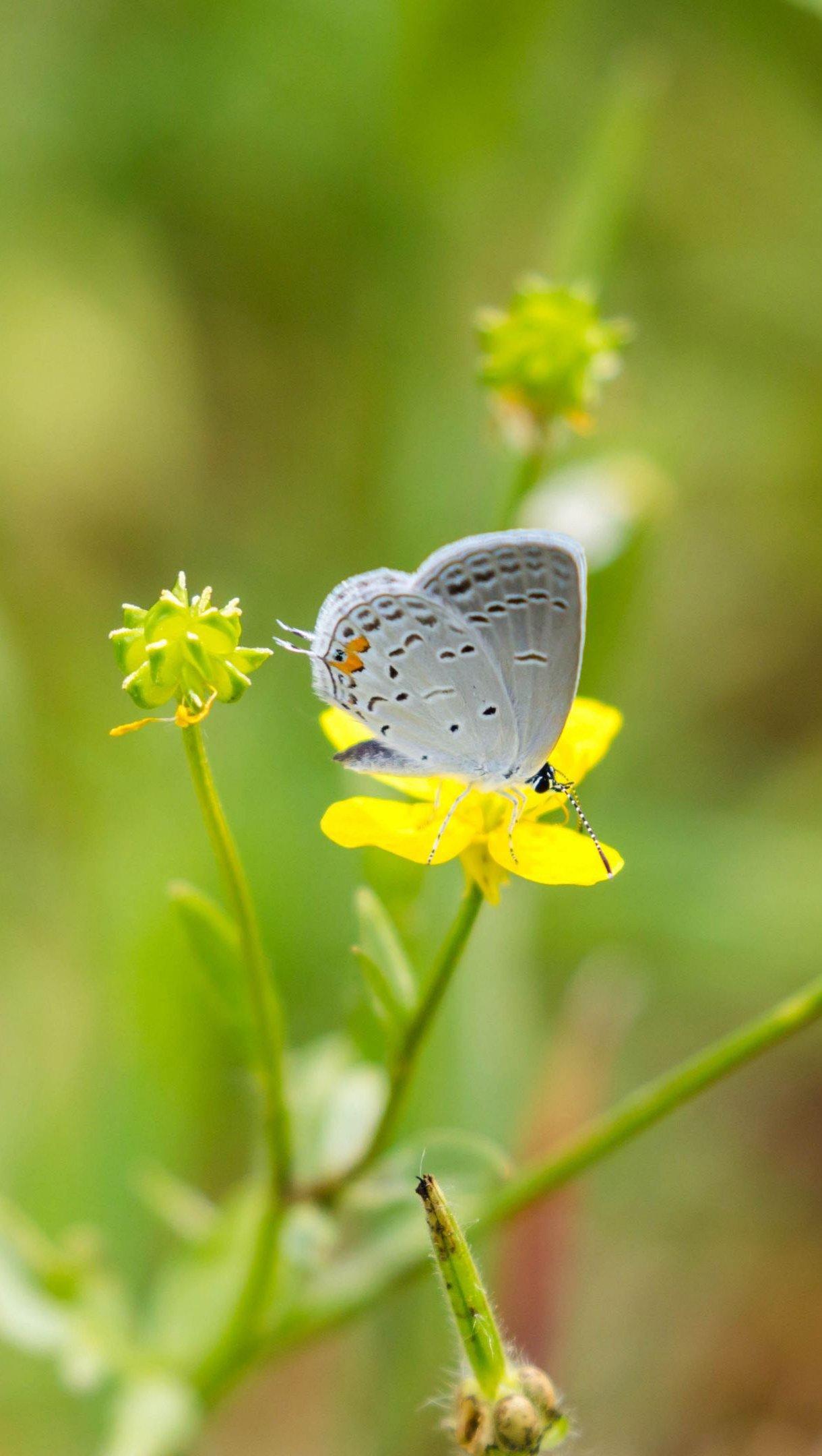 Small Butterflies Wallpapers - Top Free Small Butterflies Backgrounds ...