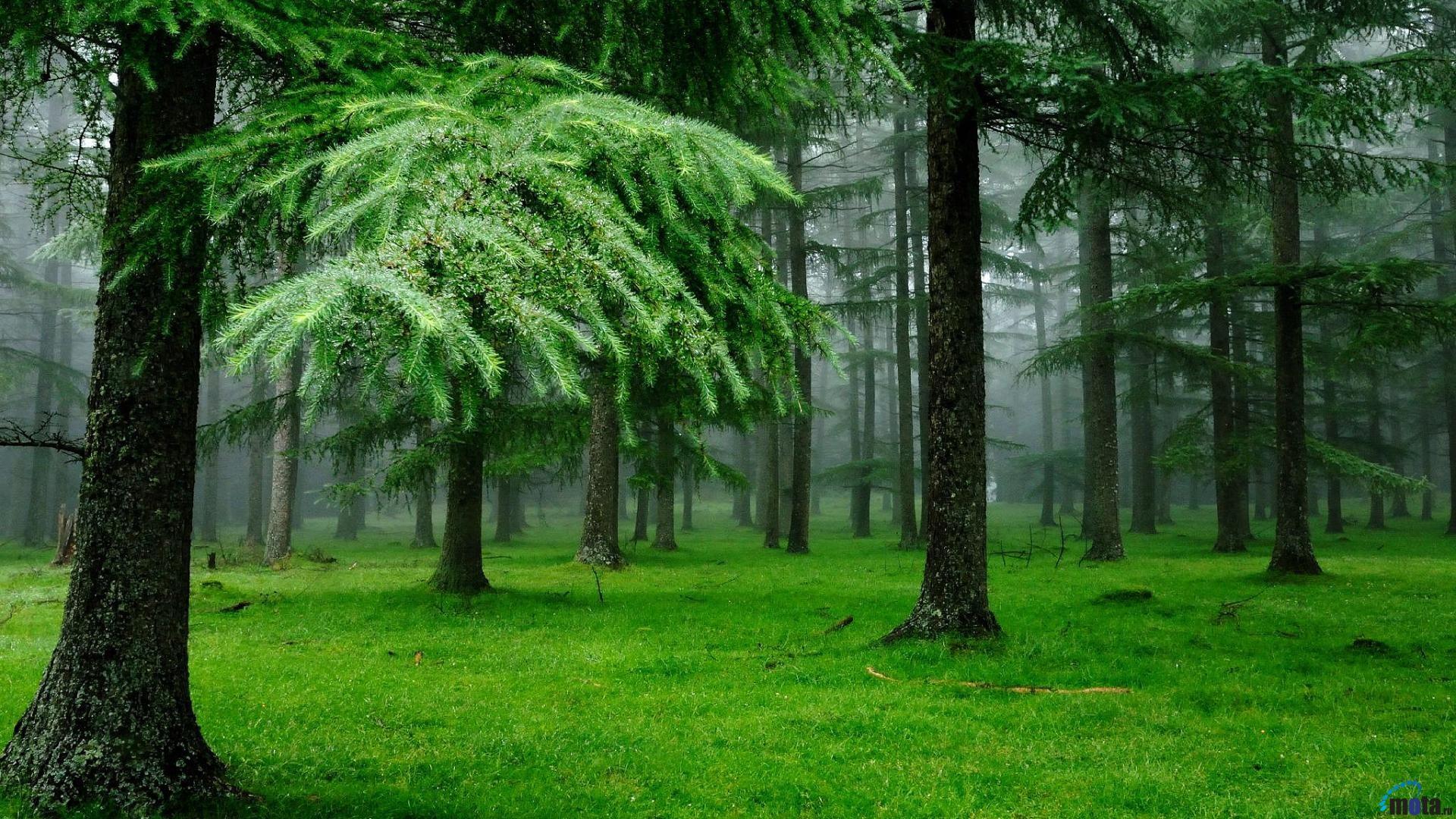 1920x1080 Nature Rain Wallpaper