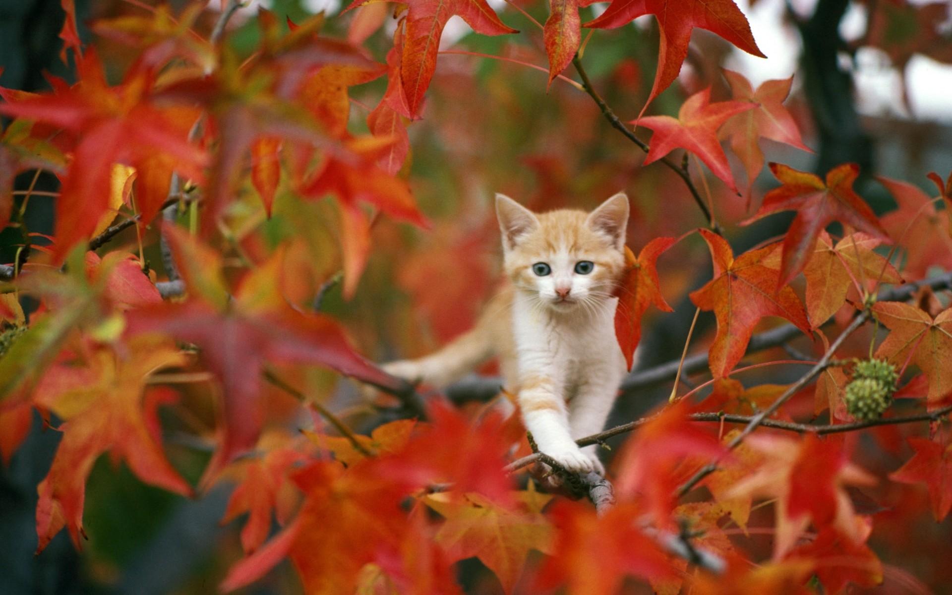 1920x1200 Cute Fall Wallpaper