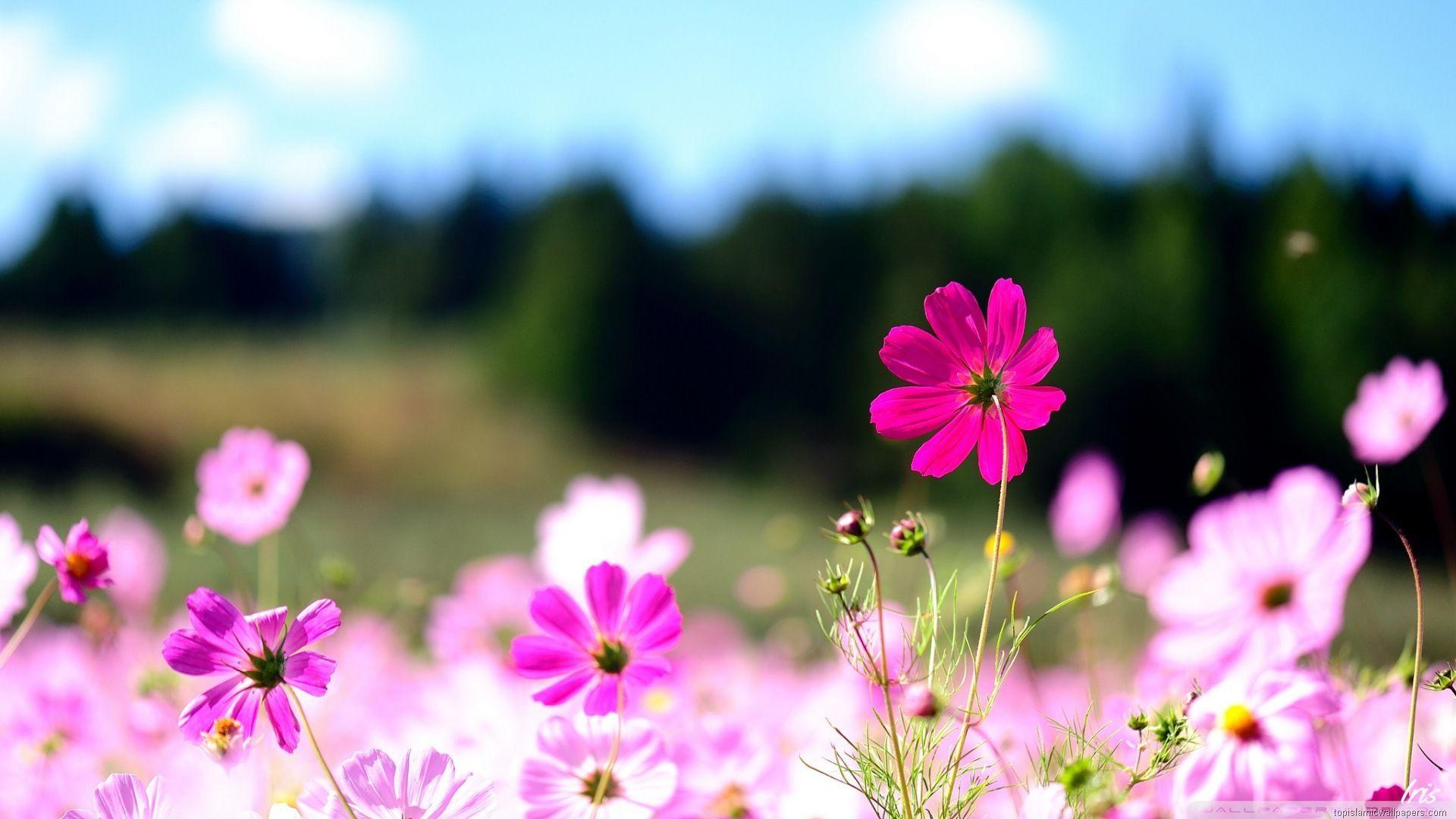 1920x1080 Flowers Image. Large HD Wallpaper Database. flowers. Cover