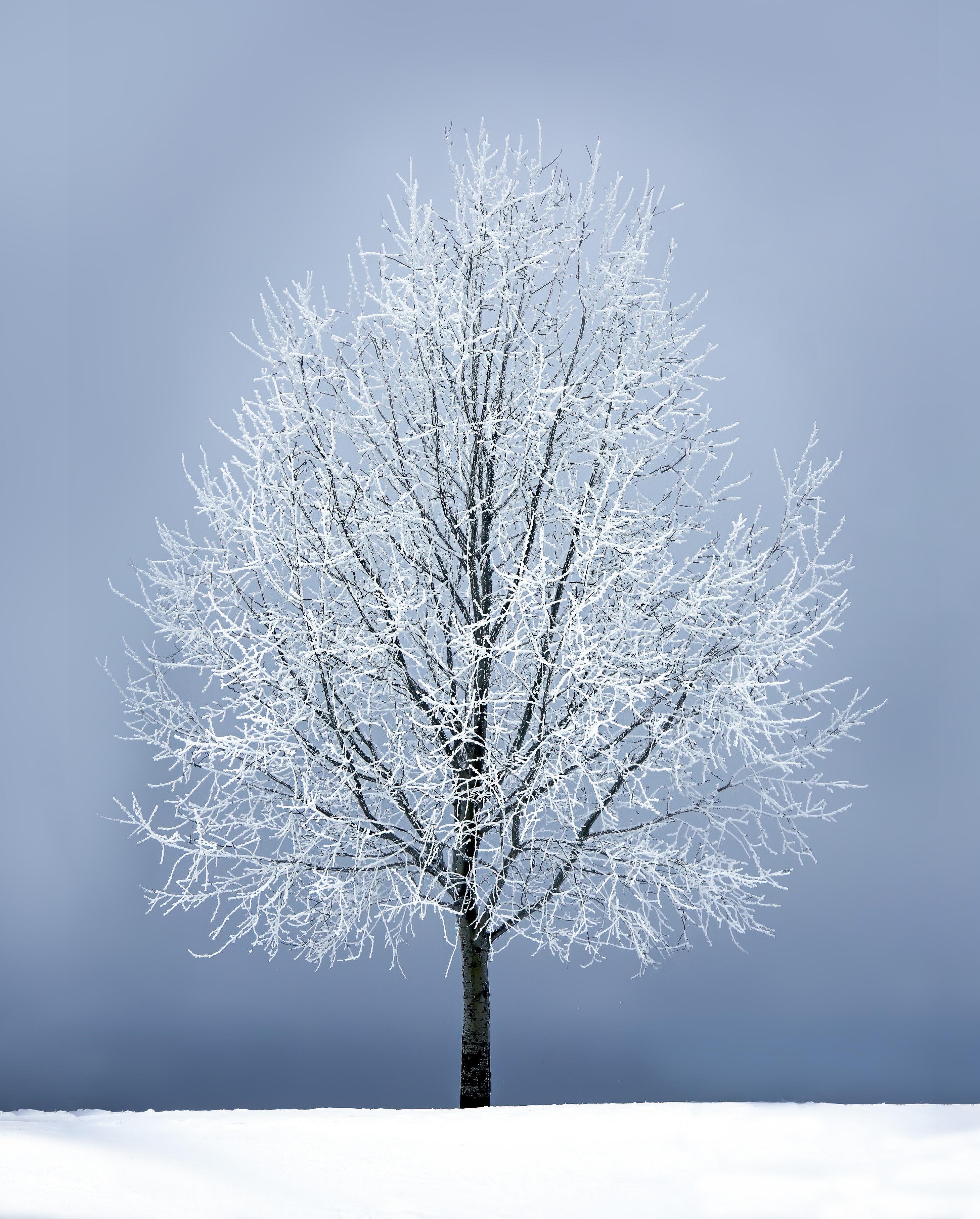 2918x3631 Winter Wonderland Photo, Download Free Winter Wonderland & HD Image