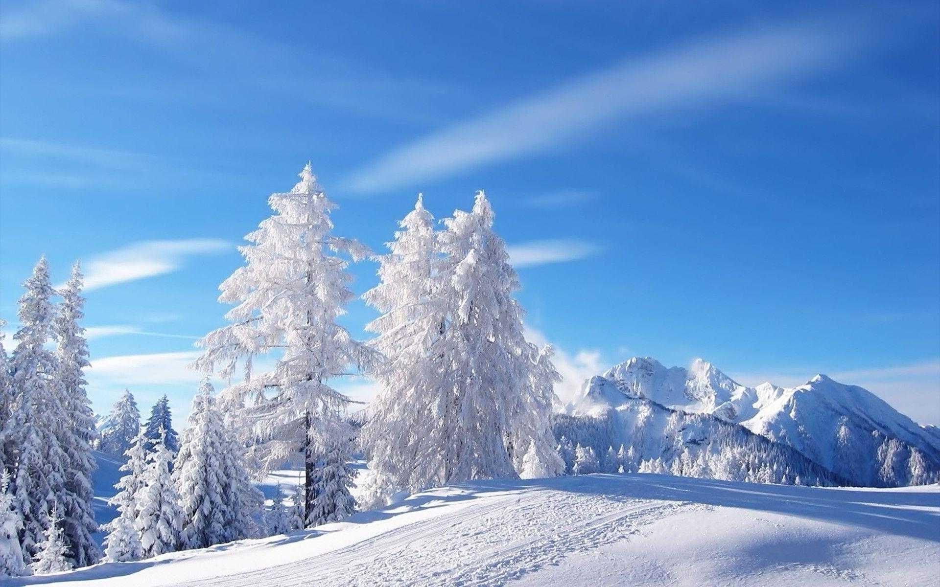 1920x1200 Winter Wonderland Wallpaper